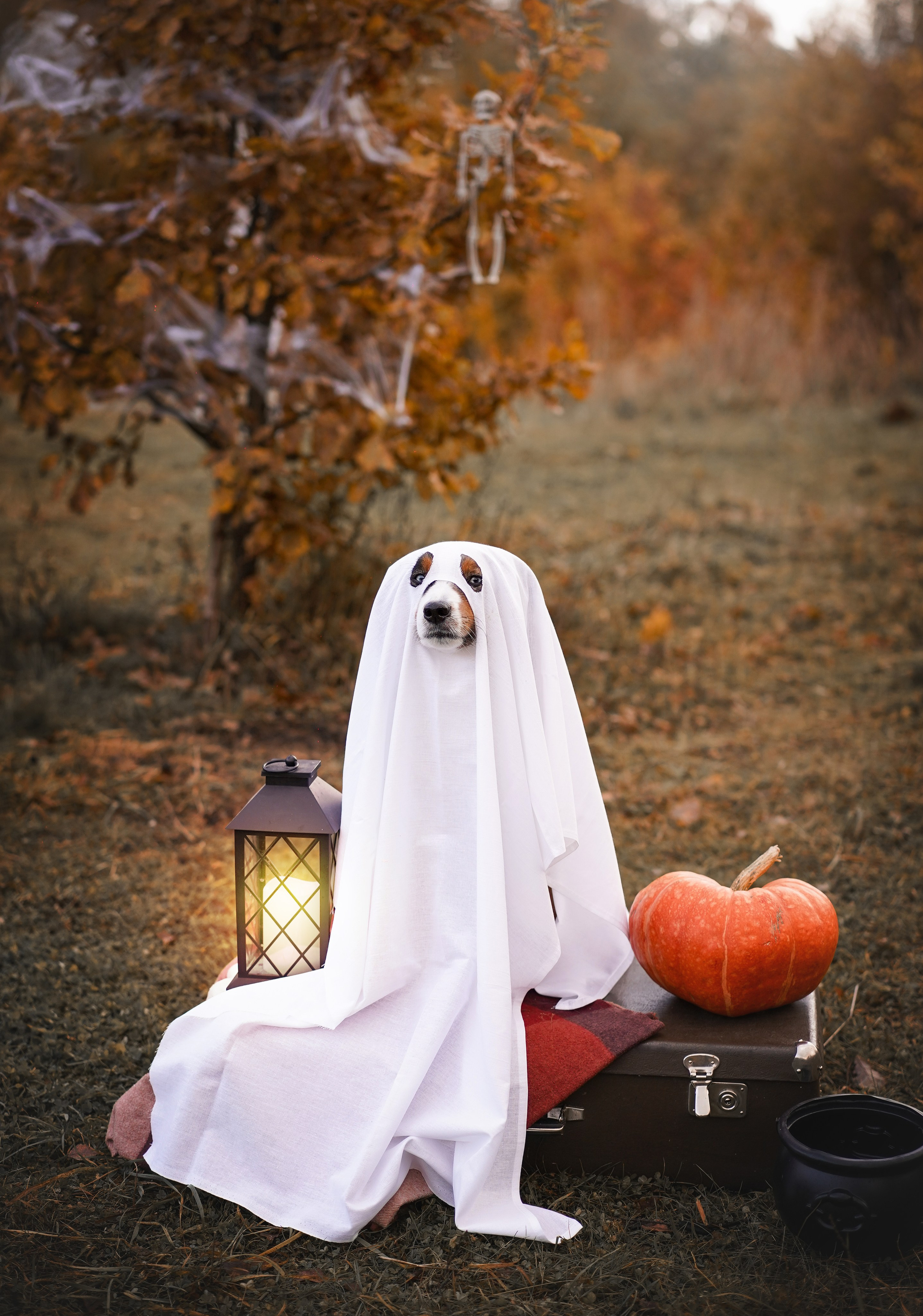 Фотодень Хэллоуин 2025. Фотограф-анималист в Санкт-Петербурге Яна Мартынова