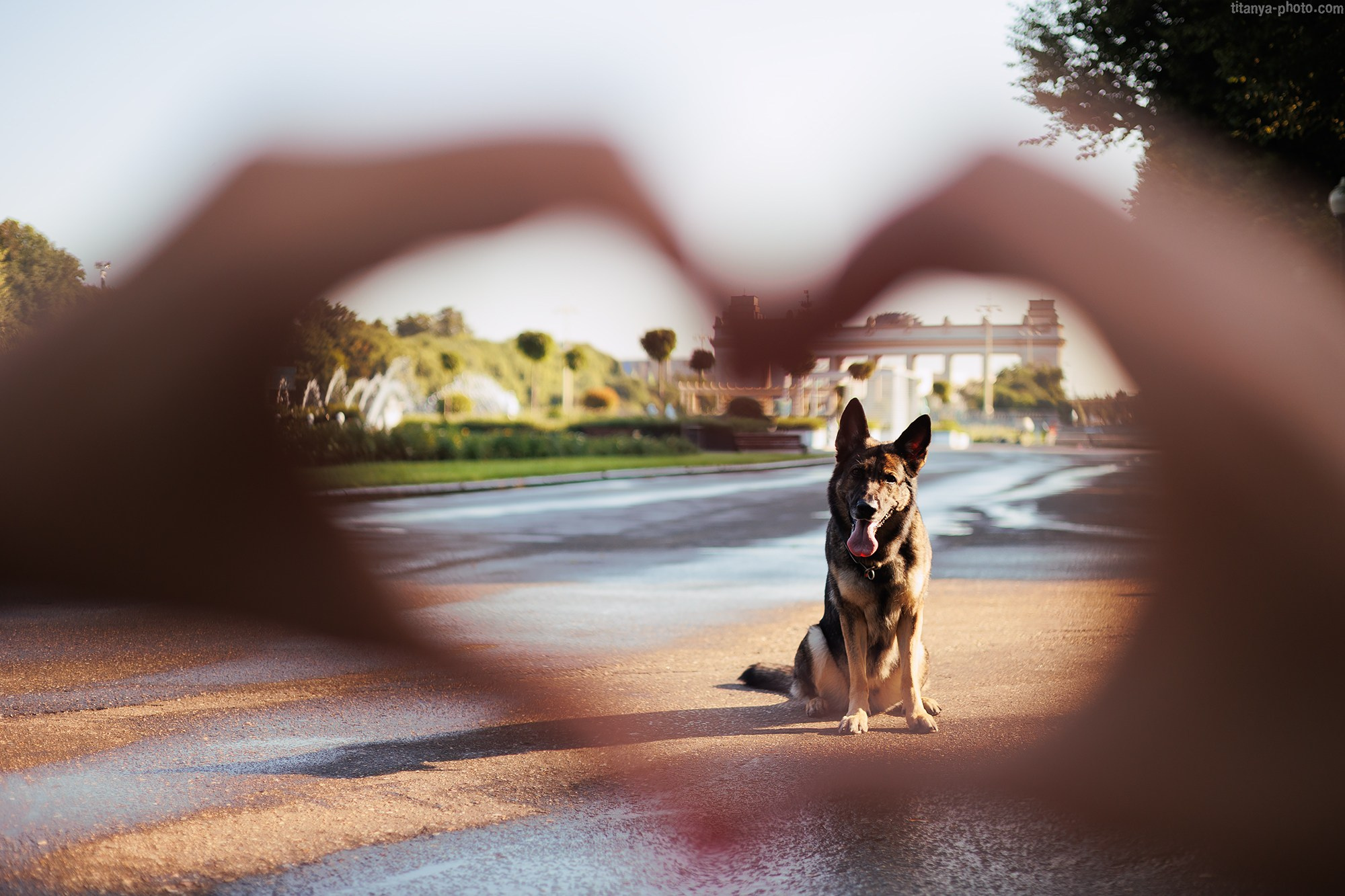 Маша и Харпи. Фотограф собак, фотограф-анималист Аня Титова (Titanya). Москва