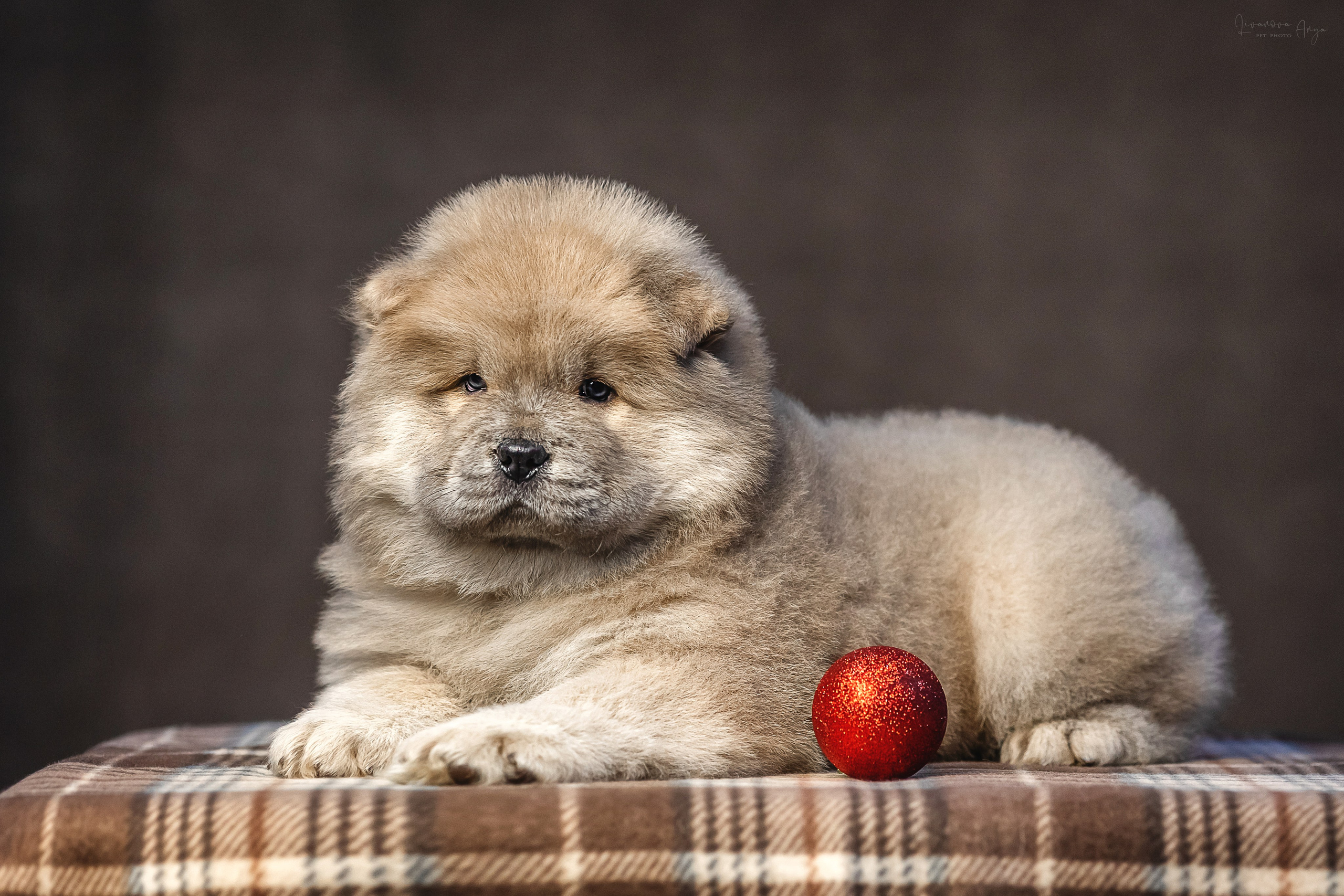 Чаушки. Фотограф анималист Аня Ливанова | Рыбинск