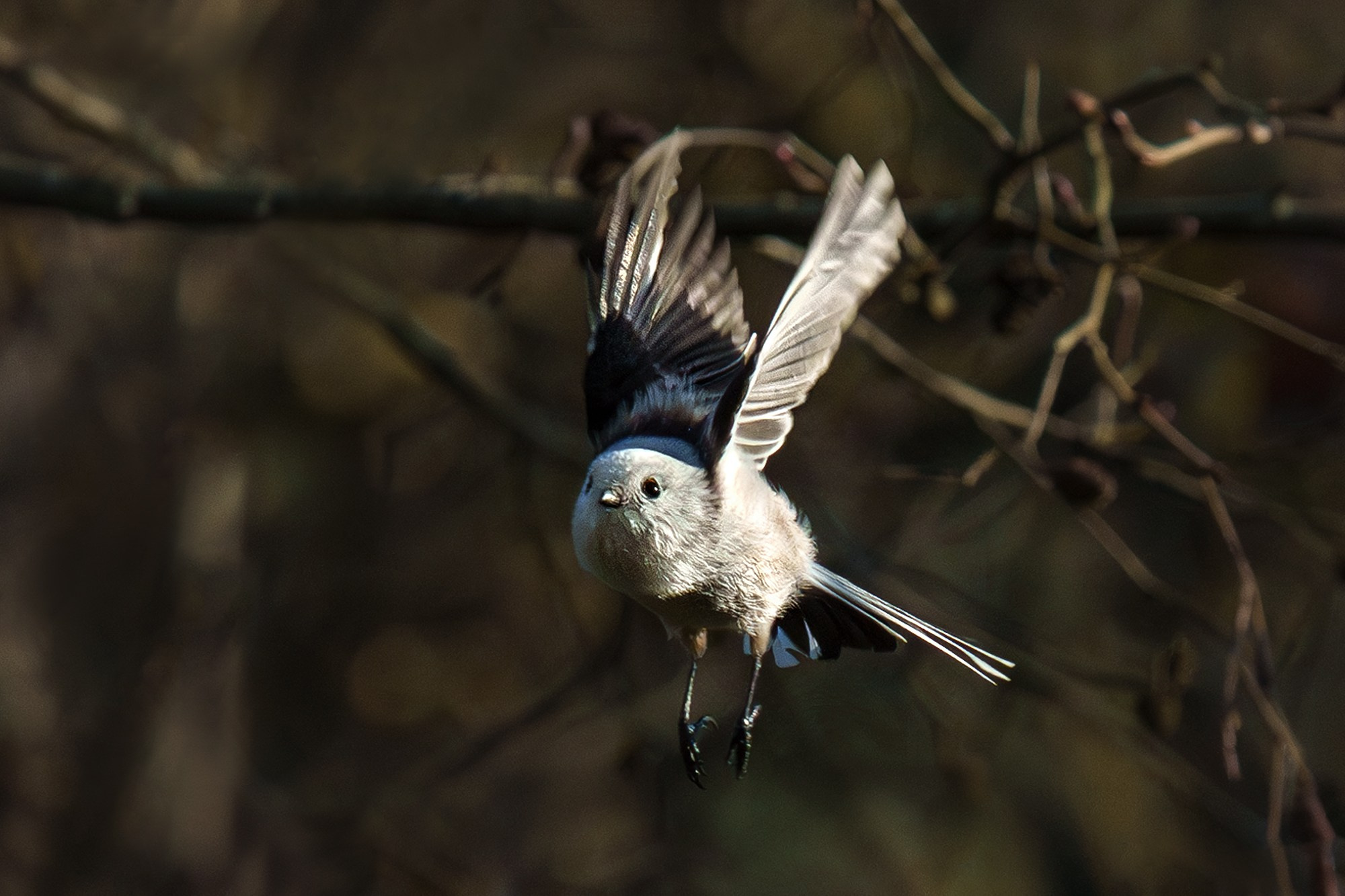 Удивительные мир птиц. Вокруг нас столько прекрасного — присмотритесь!. Ваш личный фотограф Марина Волкова
