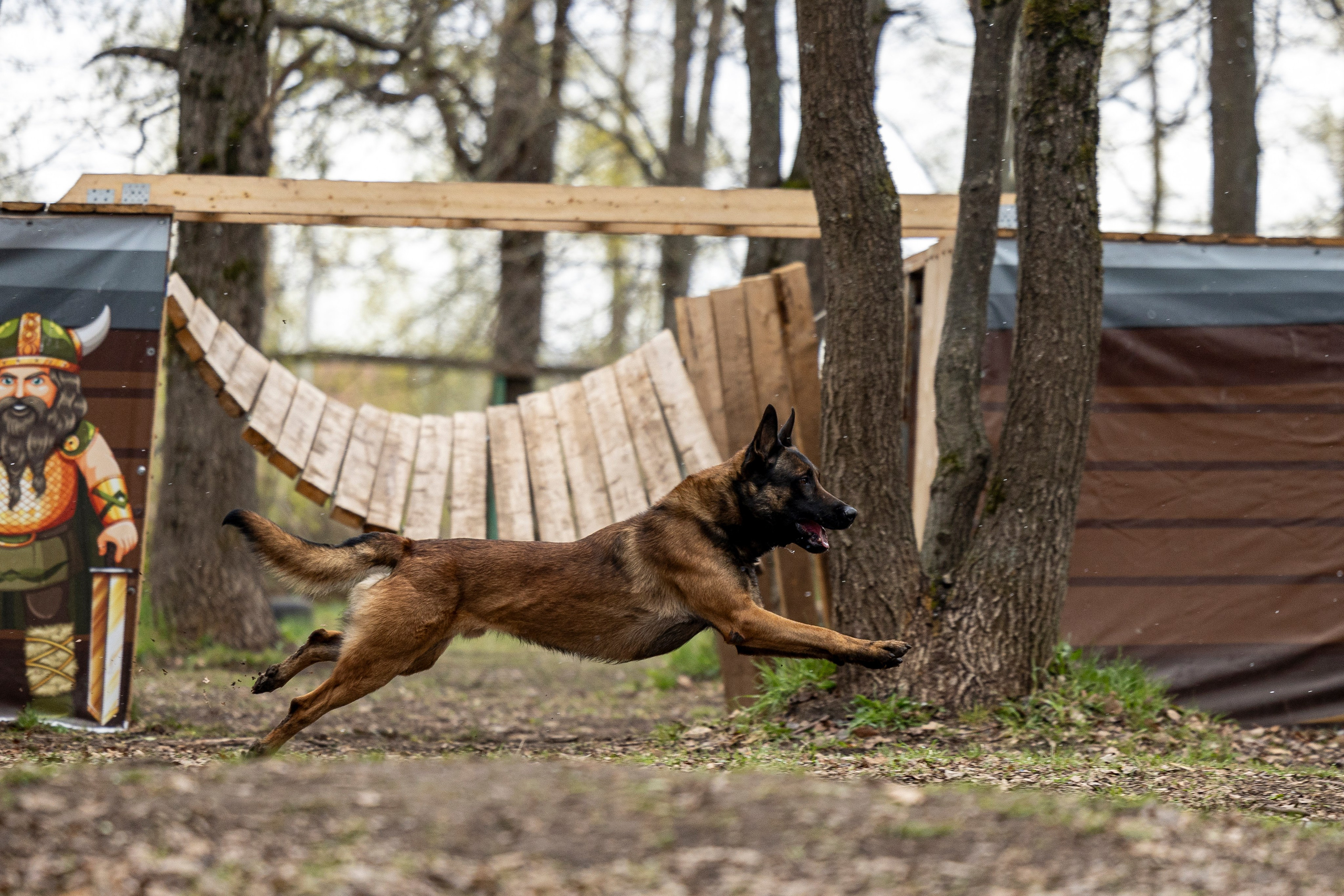Квалификационные состязания по мондьорингу г. Вологда 11.05.24. Фотограф-анималист Анна Маринич