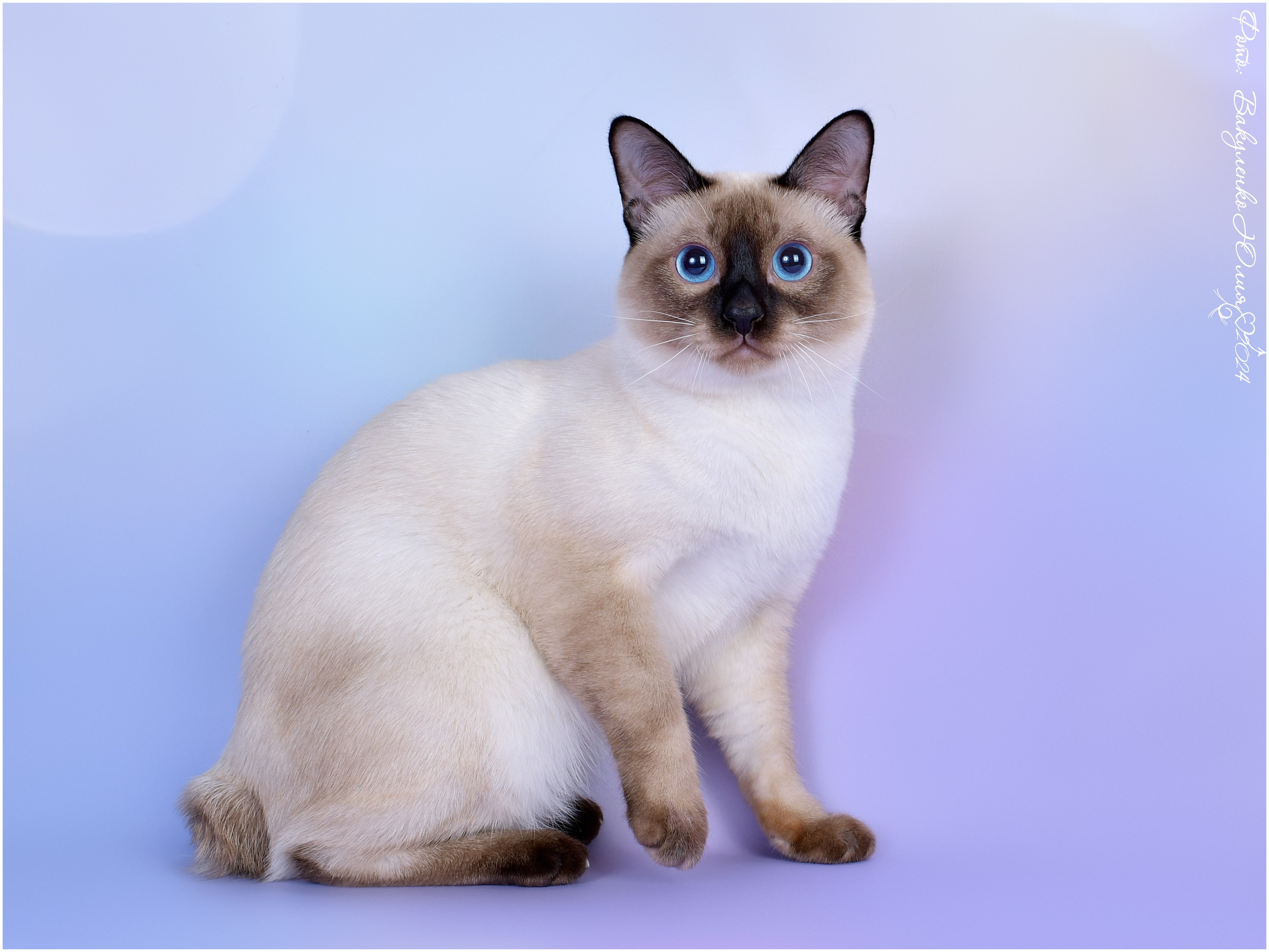 Котята. Фотограф анималист | семейный Юлия Вакуленко, г. Краснодар