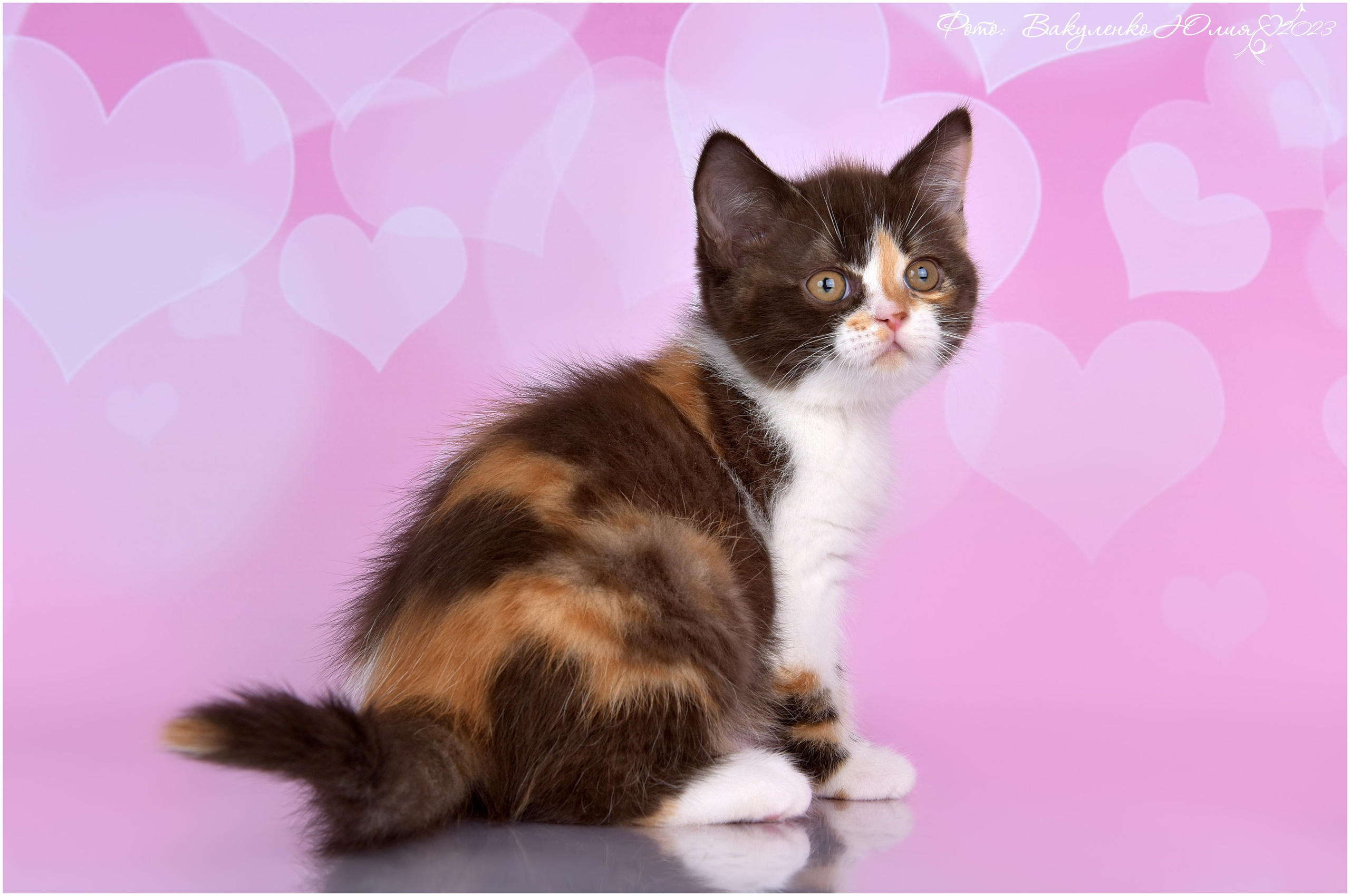 Котята. Фотограф анималист | семейный Юлия Вакуленко, г. Краснодар