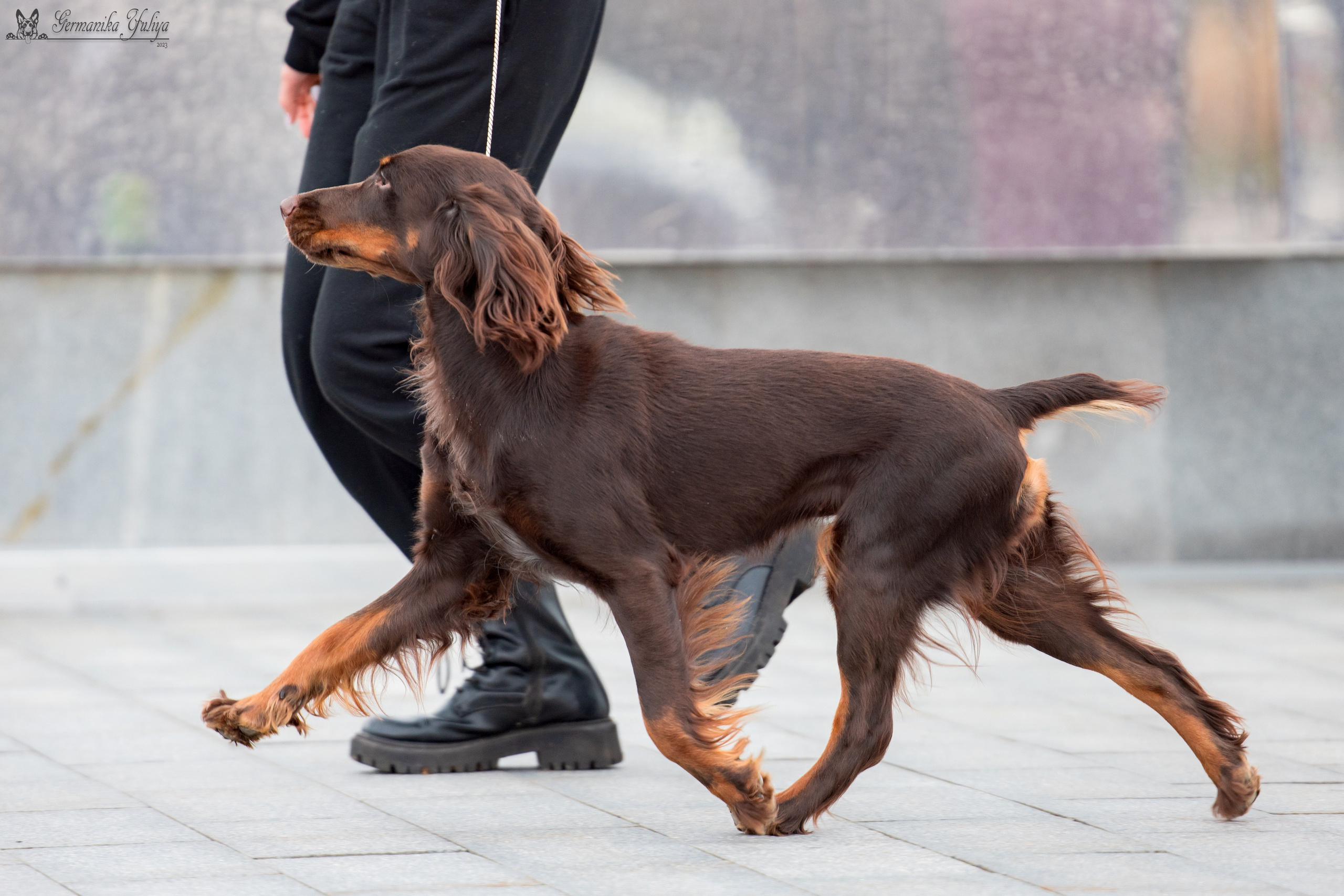 Нижний Новгород 21-22.10.2023. Фотограф-анималист Юлия Германика