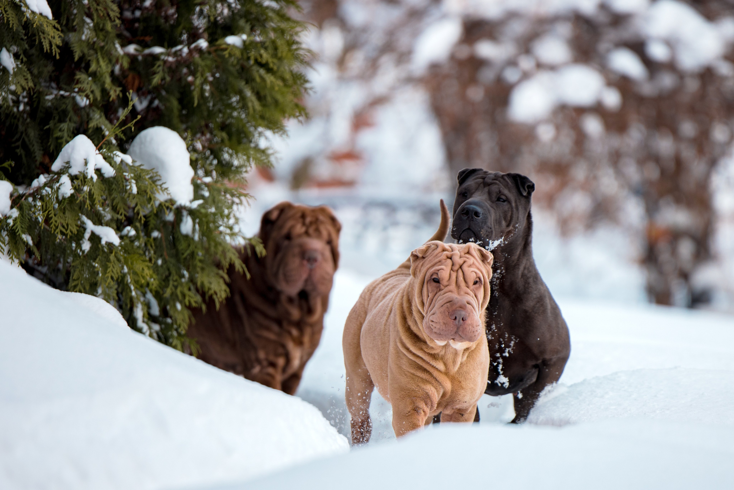 В гостях у шарпеев 16.01.2024. Фотограф-анималист Юлия Германика