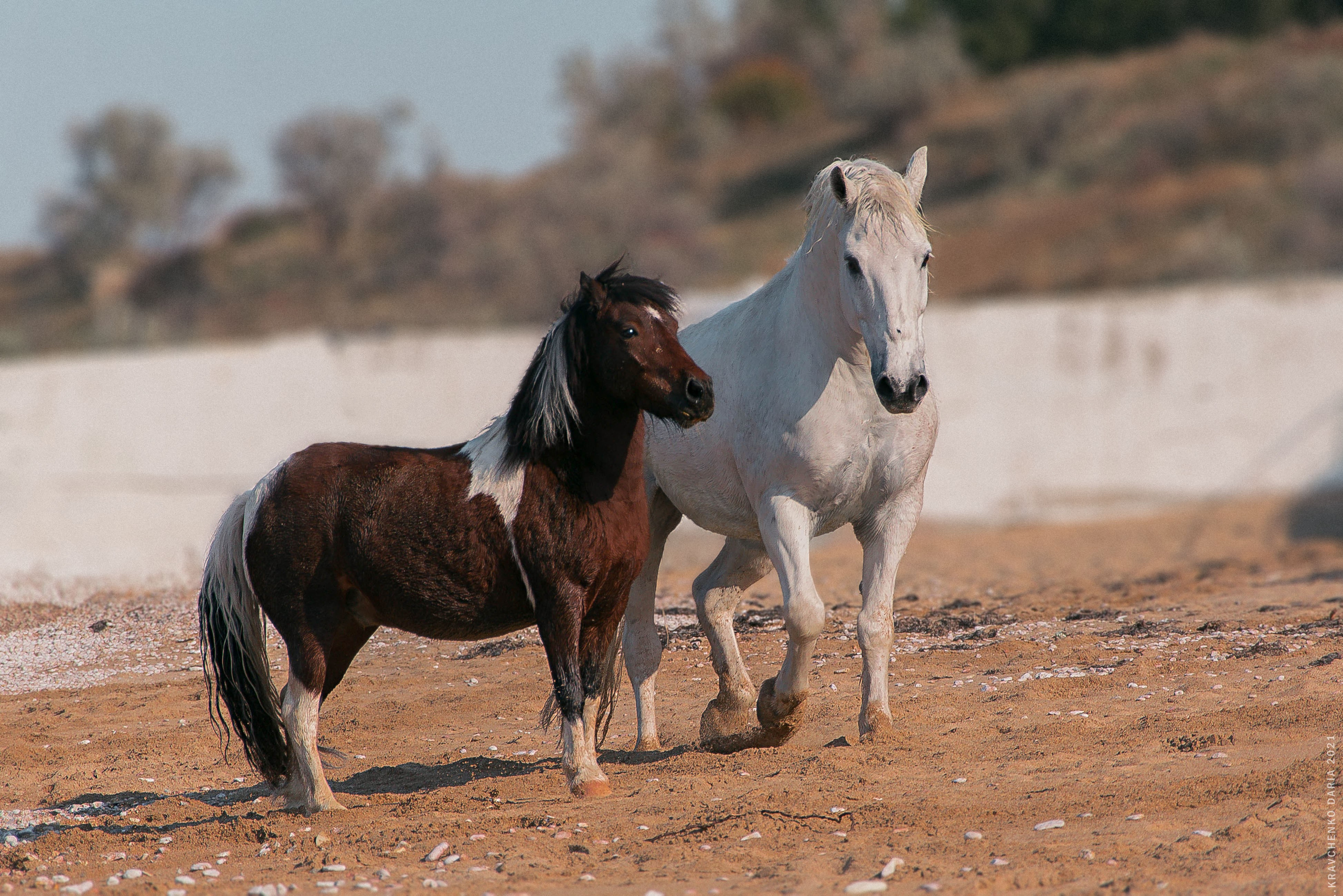 Миф и Фунтик. Фотограф в Севастополе