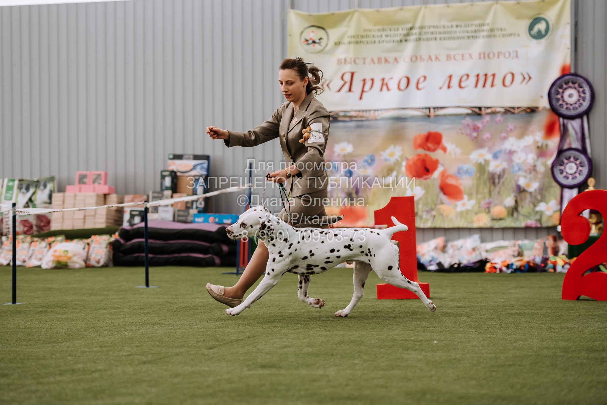 Выставка собак Красноярск 2.06. Фотограф Диана Оленина Красноярск / Братск