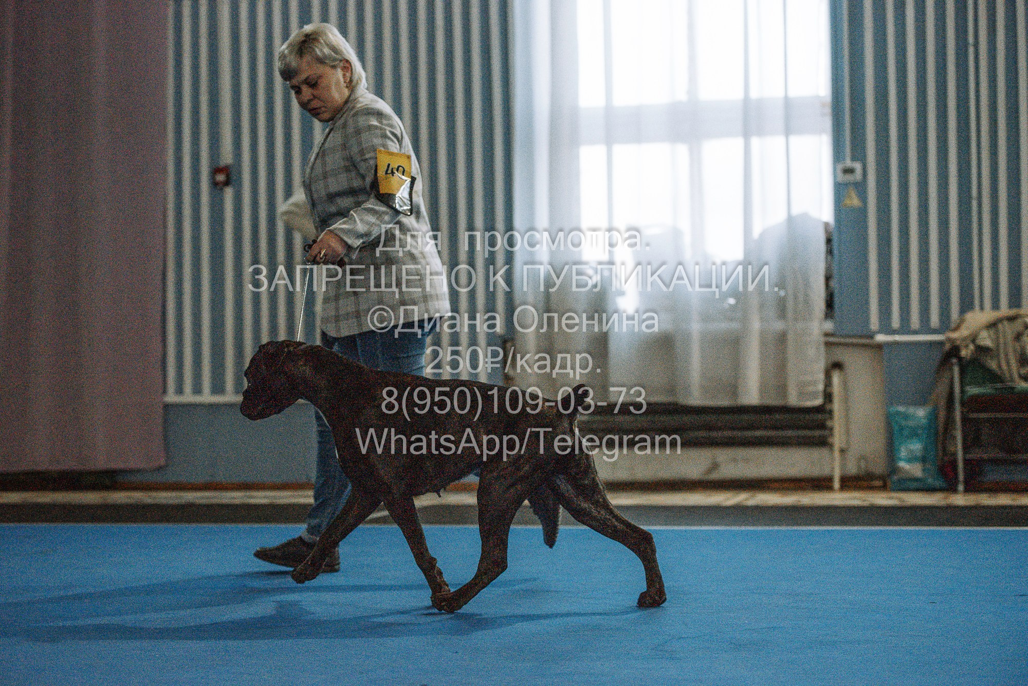 Выставка собак Красноярск 29.10.2023. Фотограф Диана Оленина Красноярск / Братск