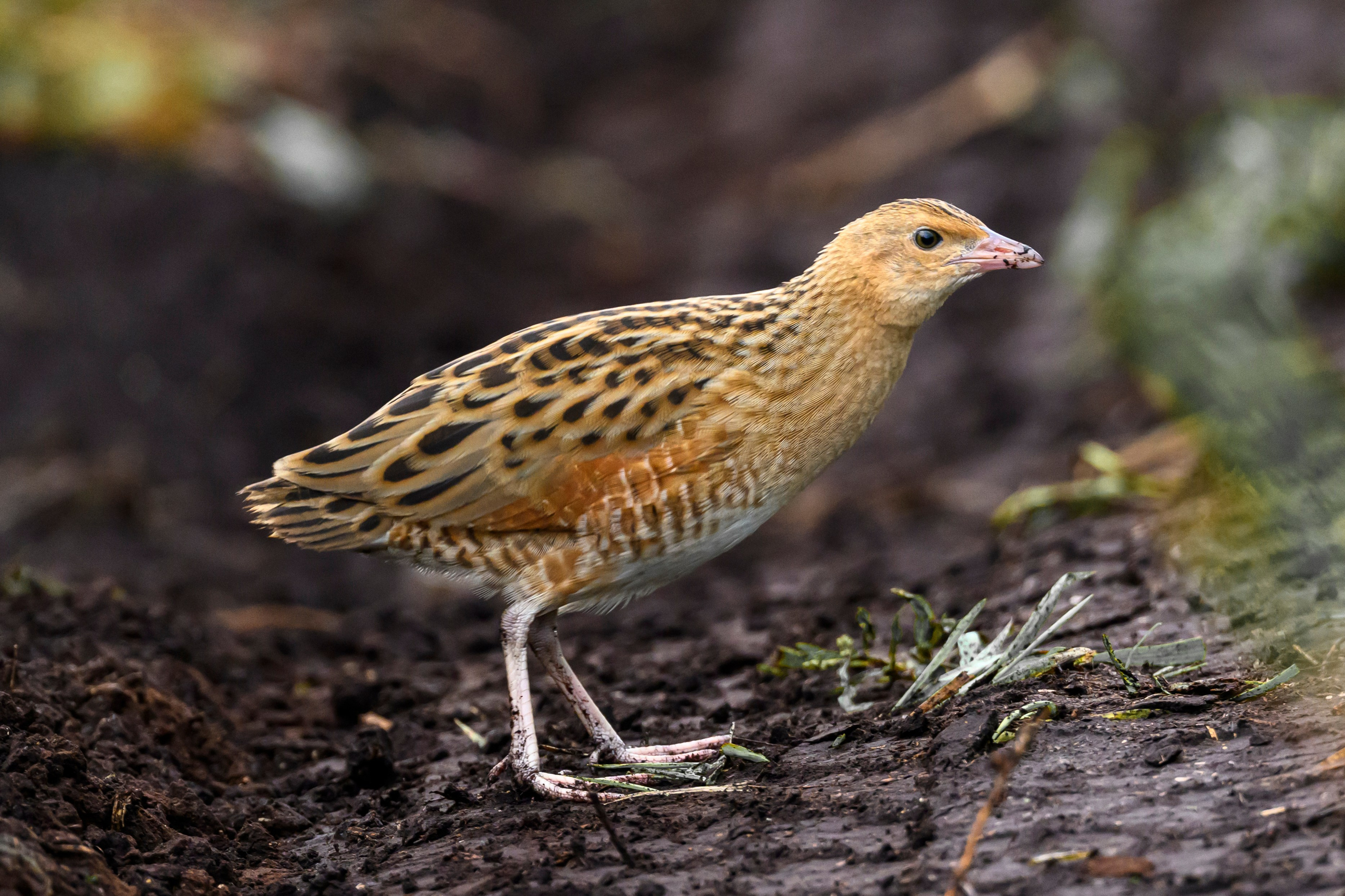 Коростель, кукушка, каменка. Wildlife photography by Sergey Puponin