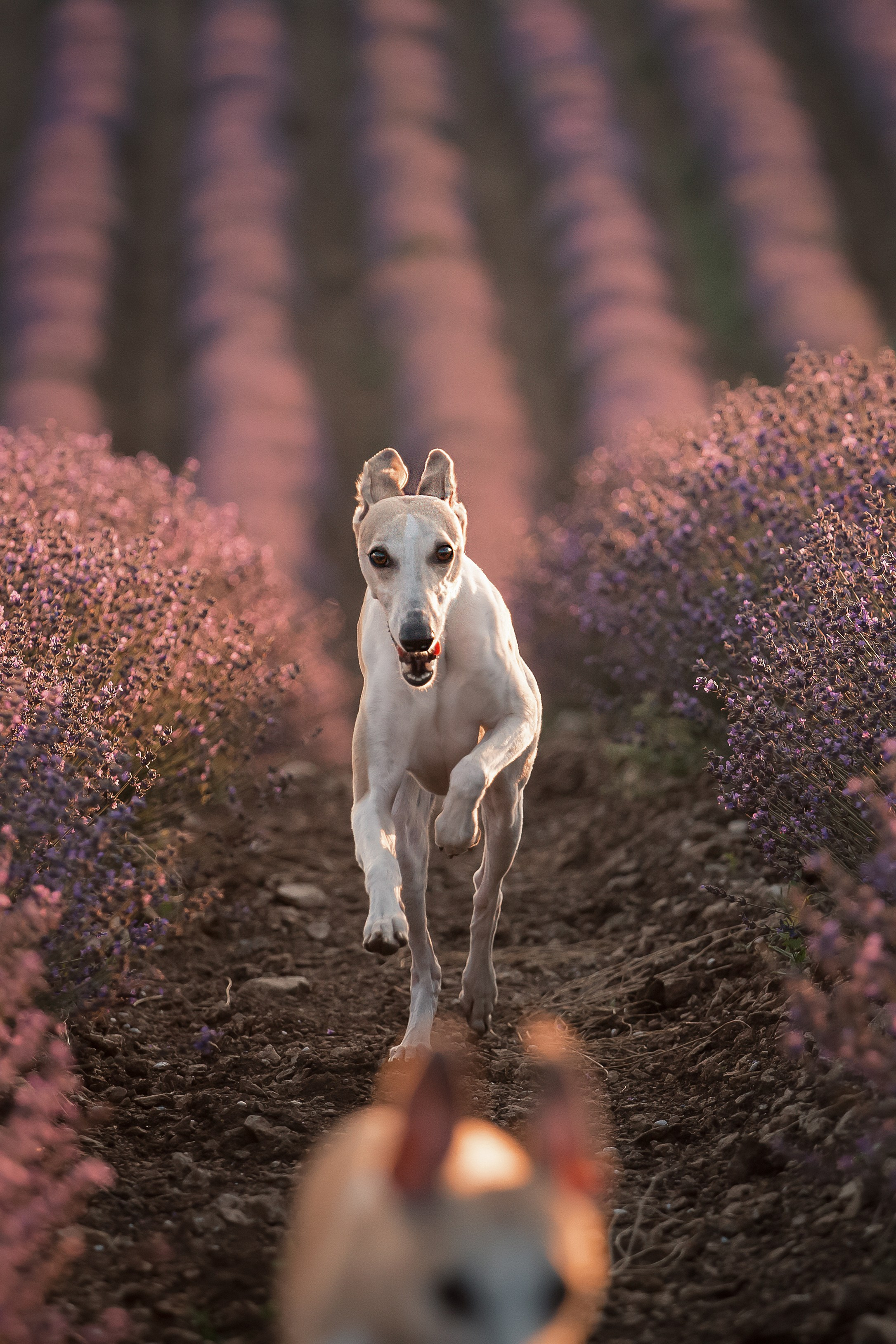 Уиппеты на лавандовом поле в Крыму. Фотограф-анималист в Краснодаре Маша Мельникова
