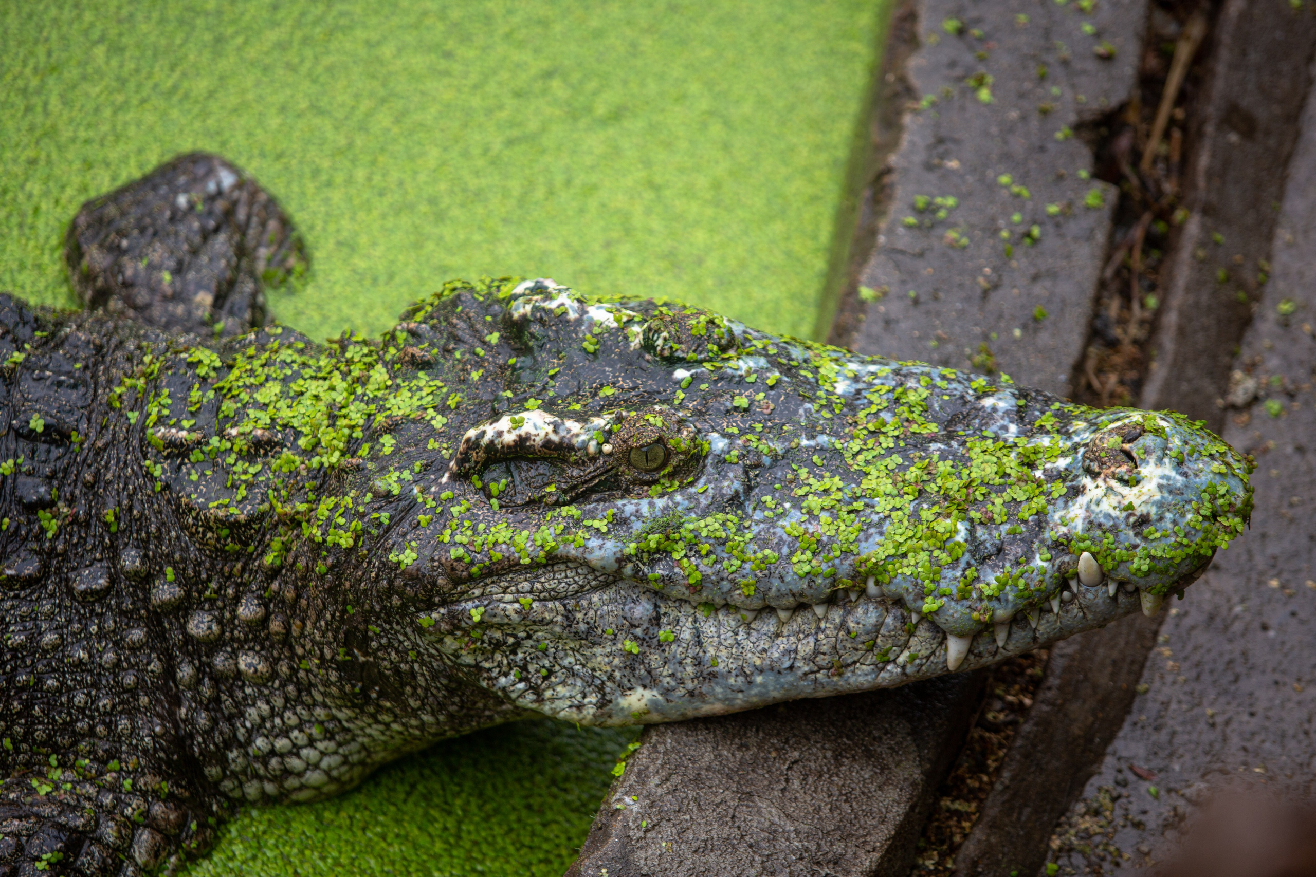 Samut Prakan Crocodile Farm & Zoo. Photographer Sonkina Tatiana (Tanya Ash)