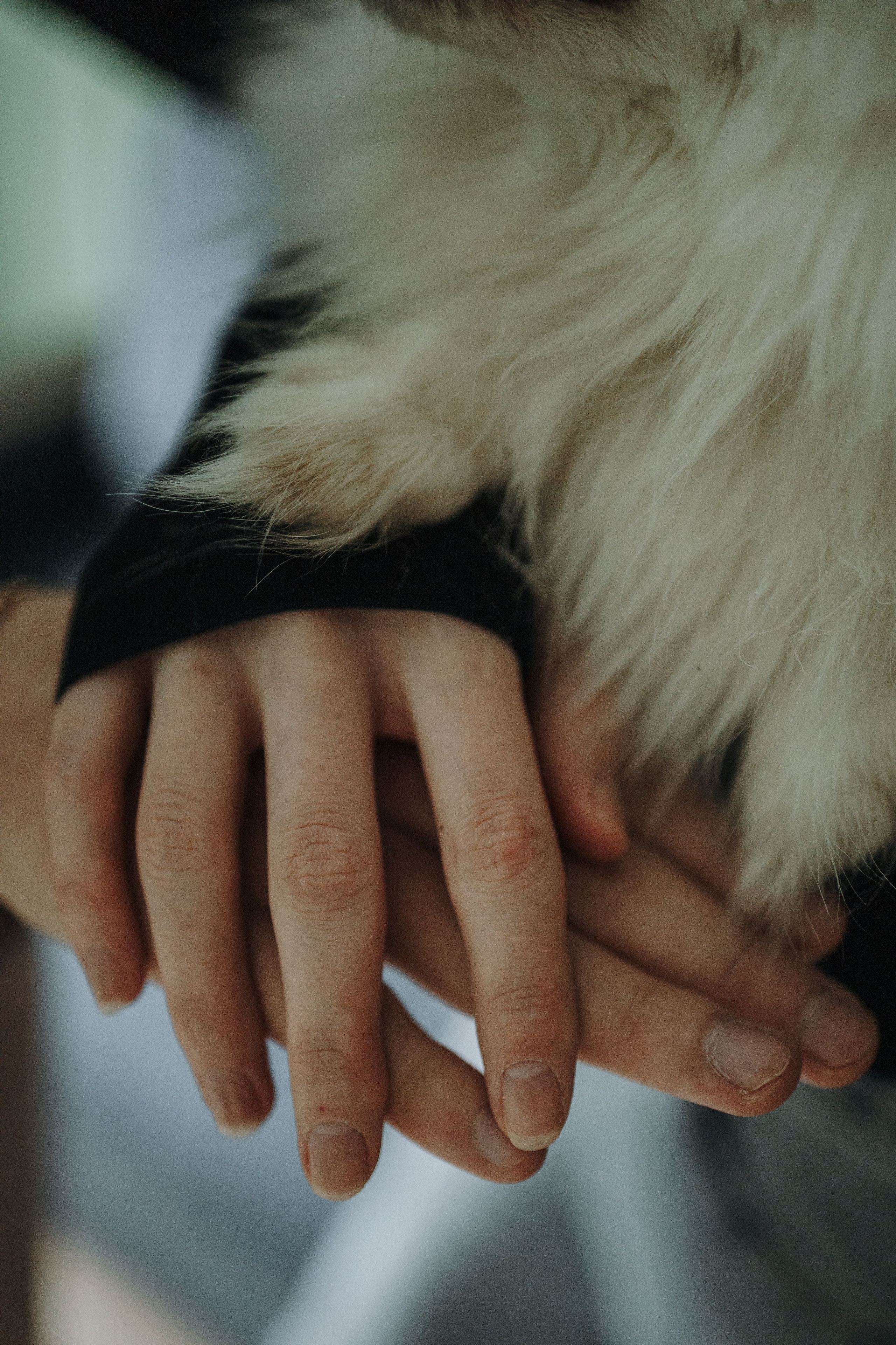 Шпиц Мася и ее семья