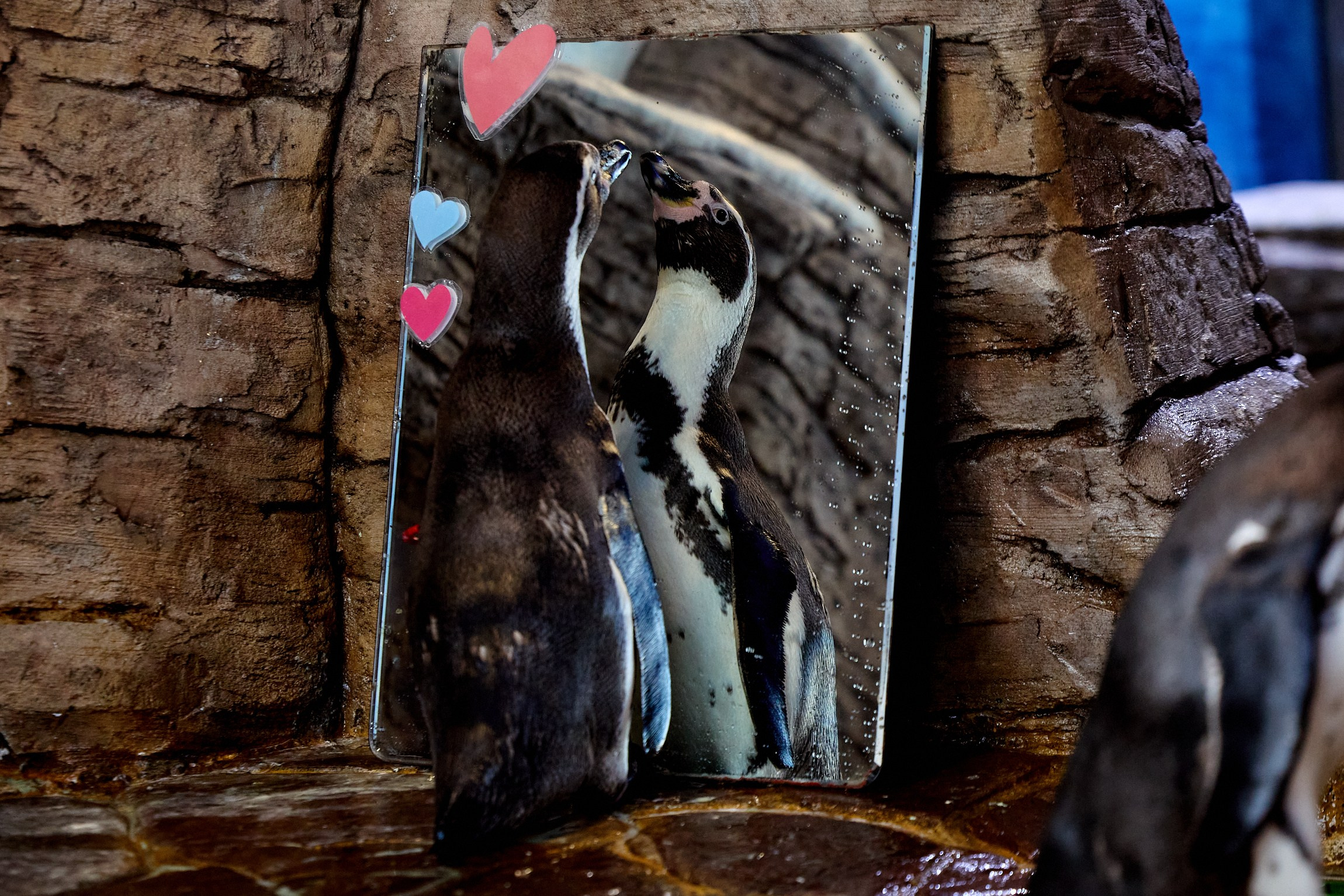 Тихоокеанская проектная школа 2025