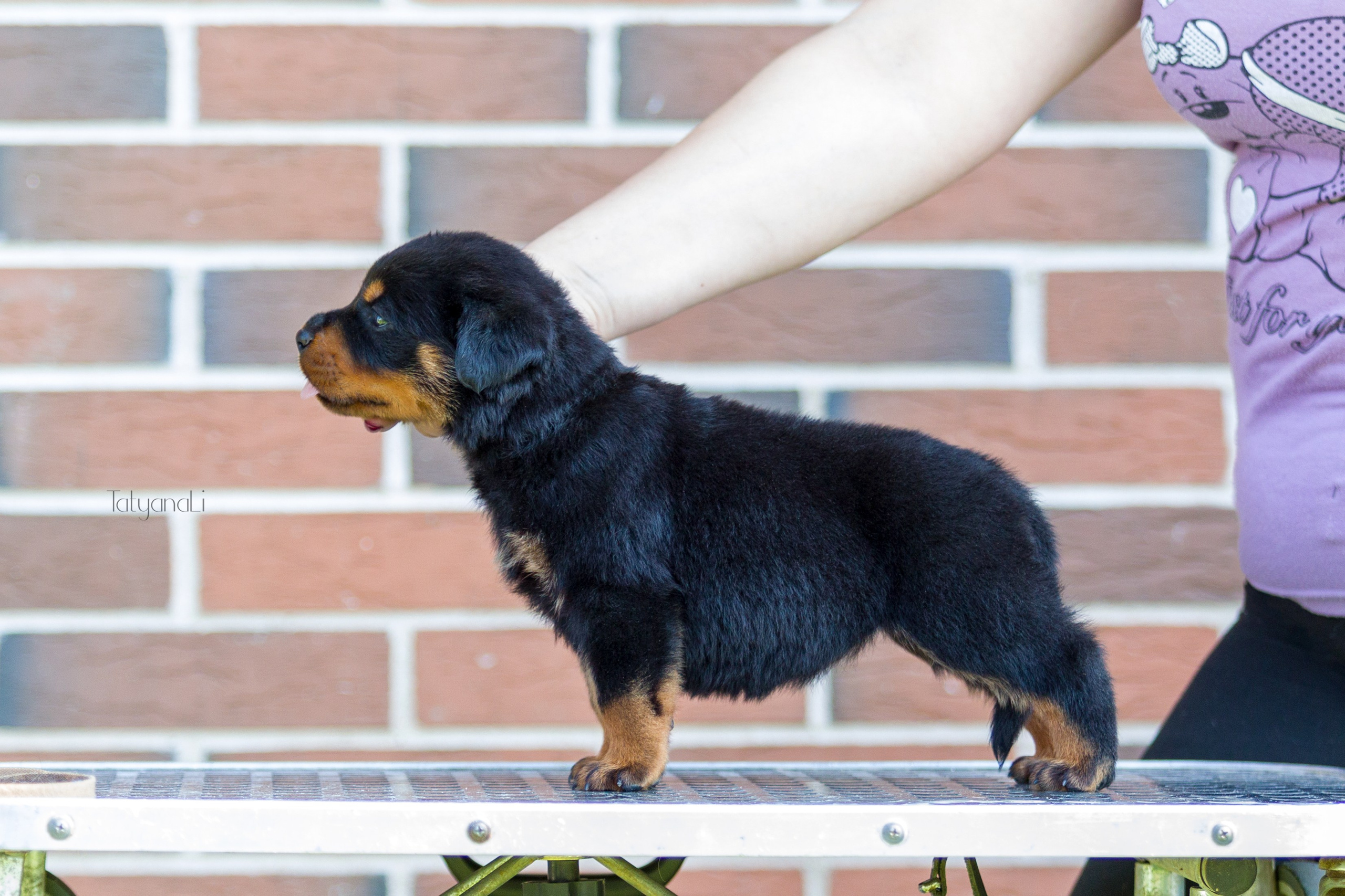 Ротвейлер. Фотограф — анималист Татьяна Ли