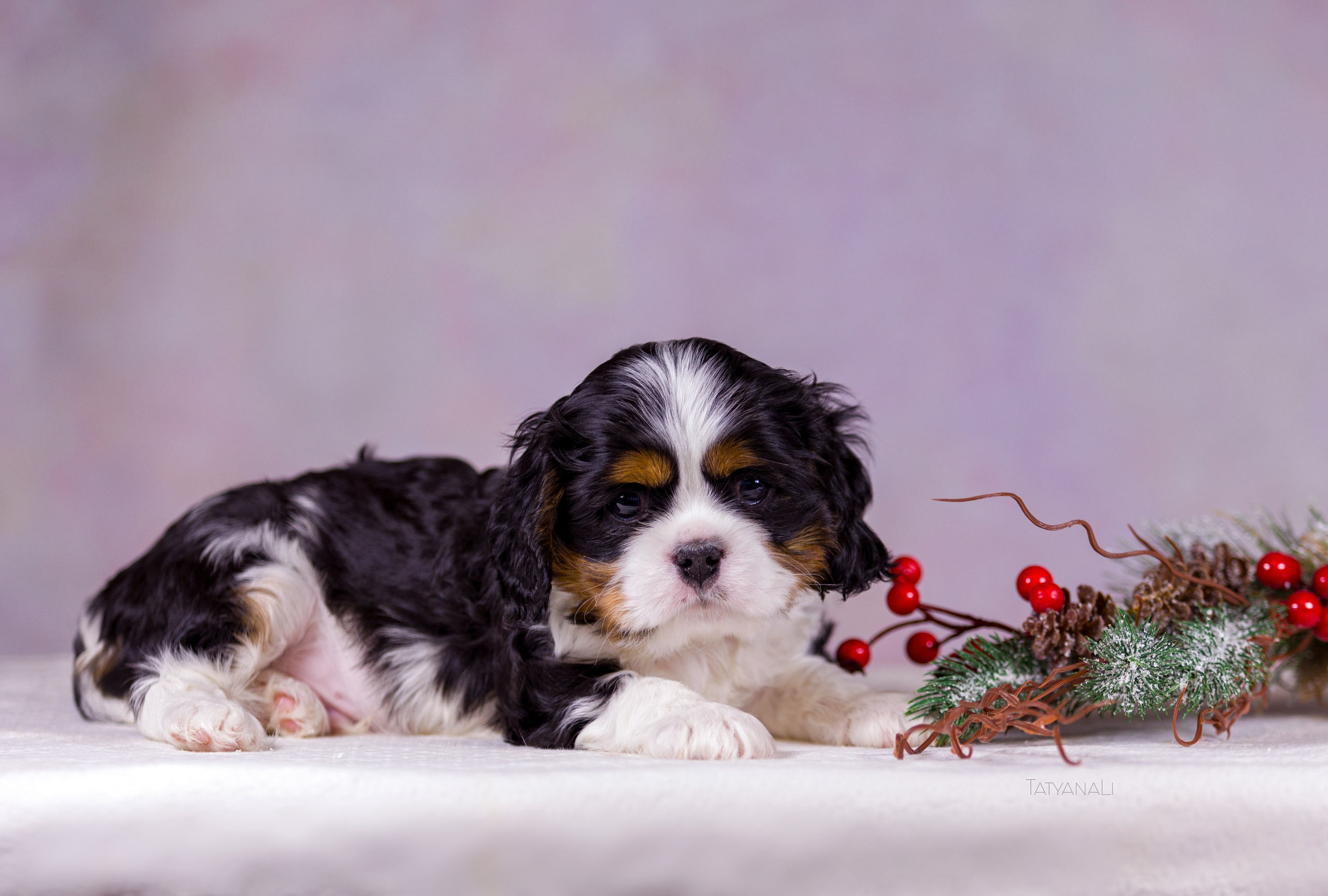 Кавалер-Кинг-Чарльз-Спаниель. Фотограф — анималист Татьяна Ли