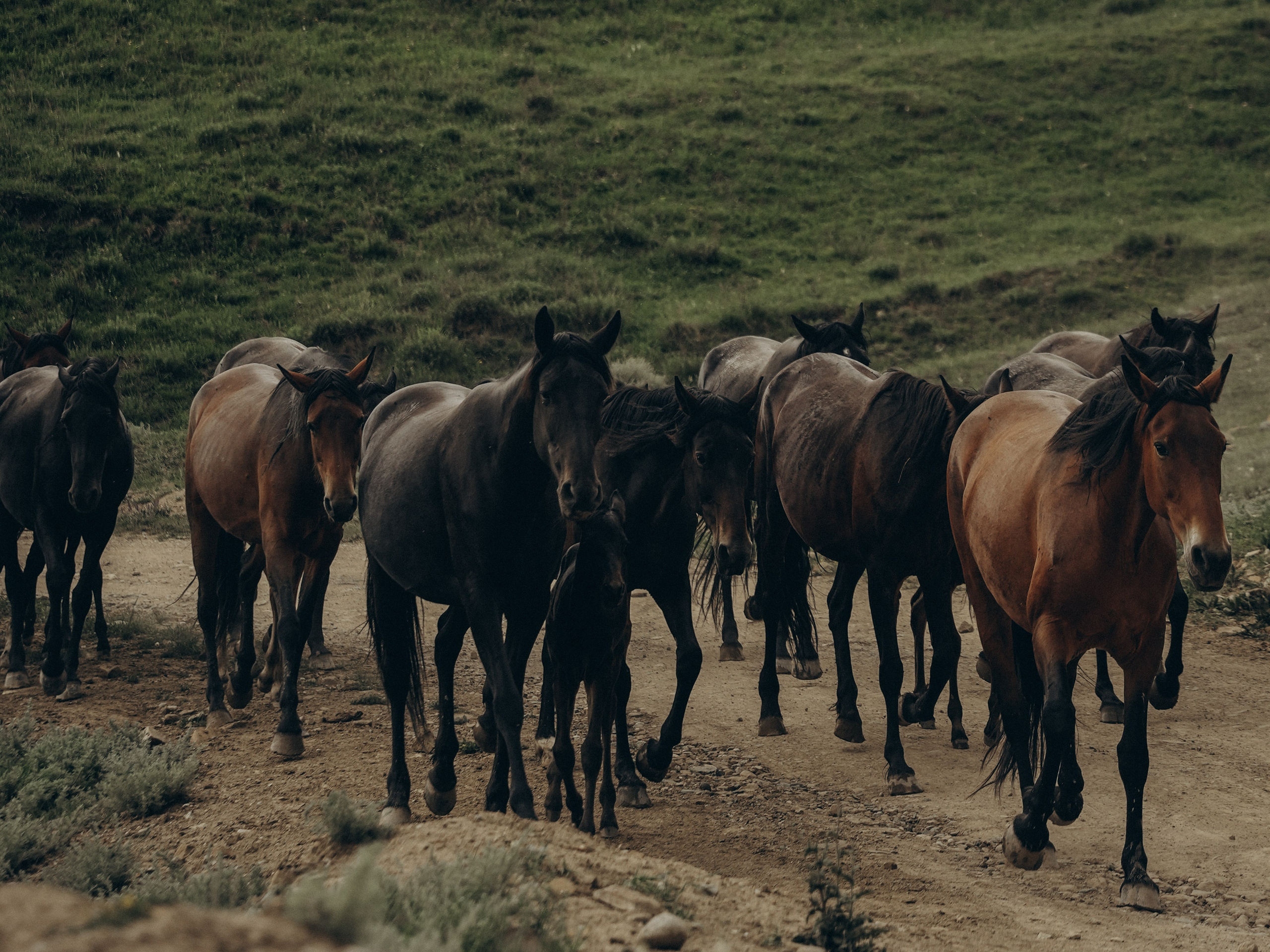 Съемка Love story (лавстори) Ксении и Михаила. Свадебный фотограф Ирина Беляева Пятигорск|Кисловодск|Эльбрус|Домбай