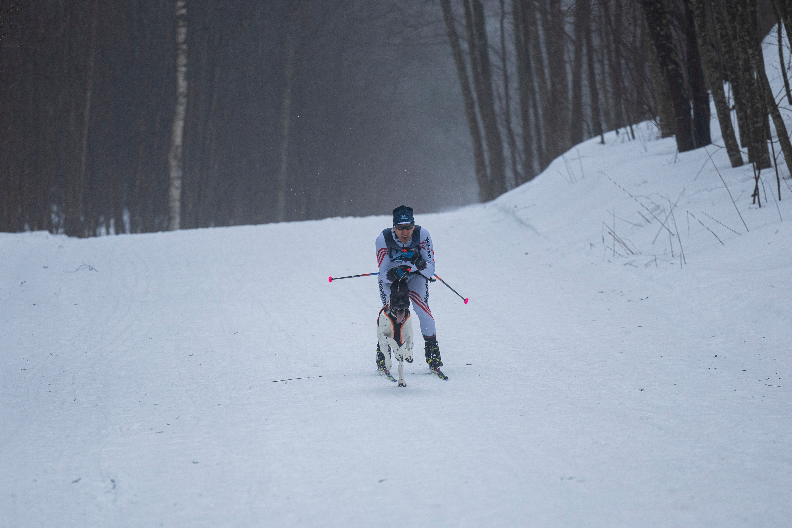 Зимний Чемпионат Санкт-Петербурга по ездовому спорту. Фотограф-анималист Анна Маринич