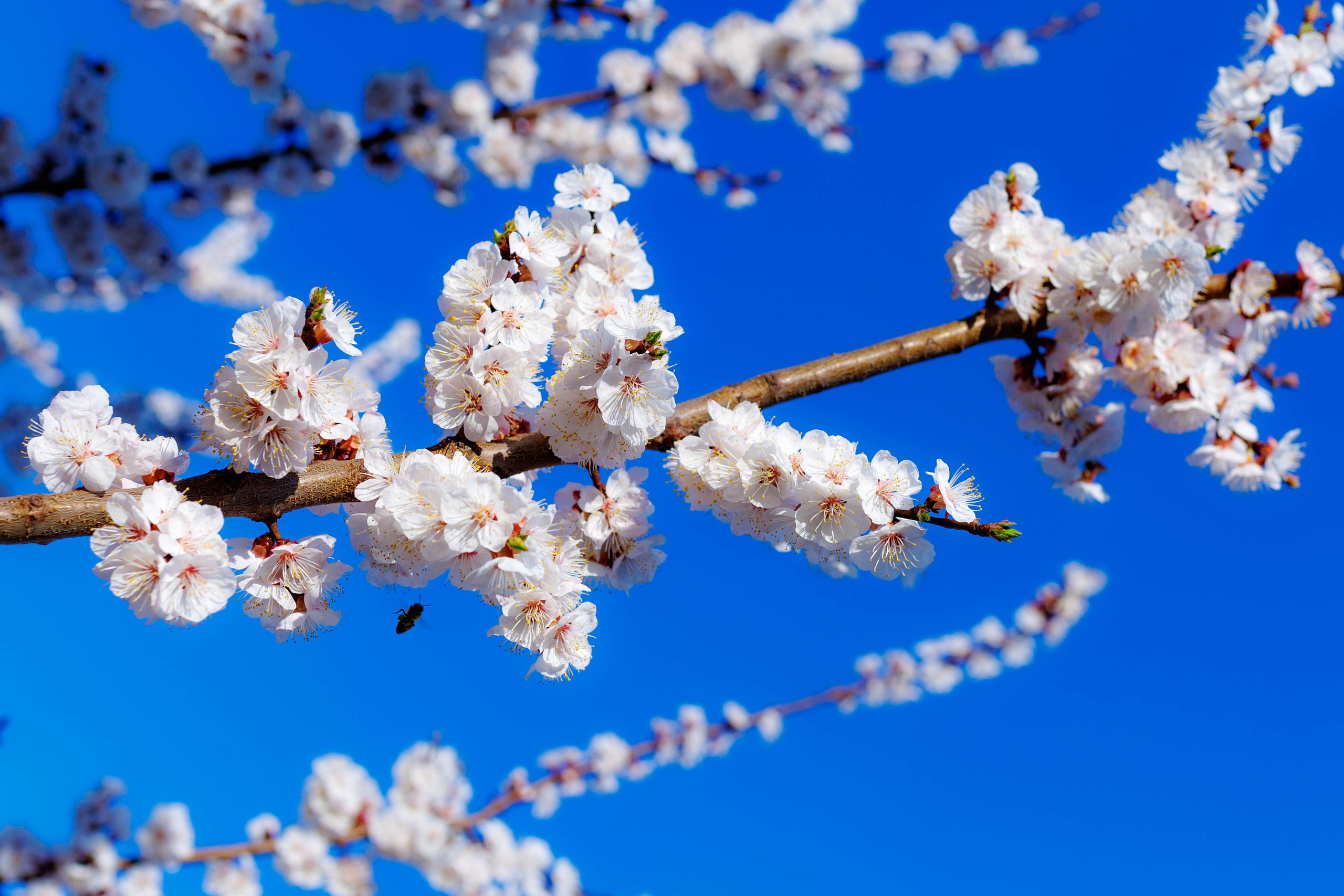 Фотографии природы Липецка. Свадебный и семейный фотограф Виолетта в Липецке