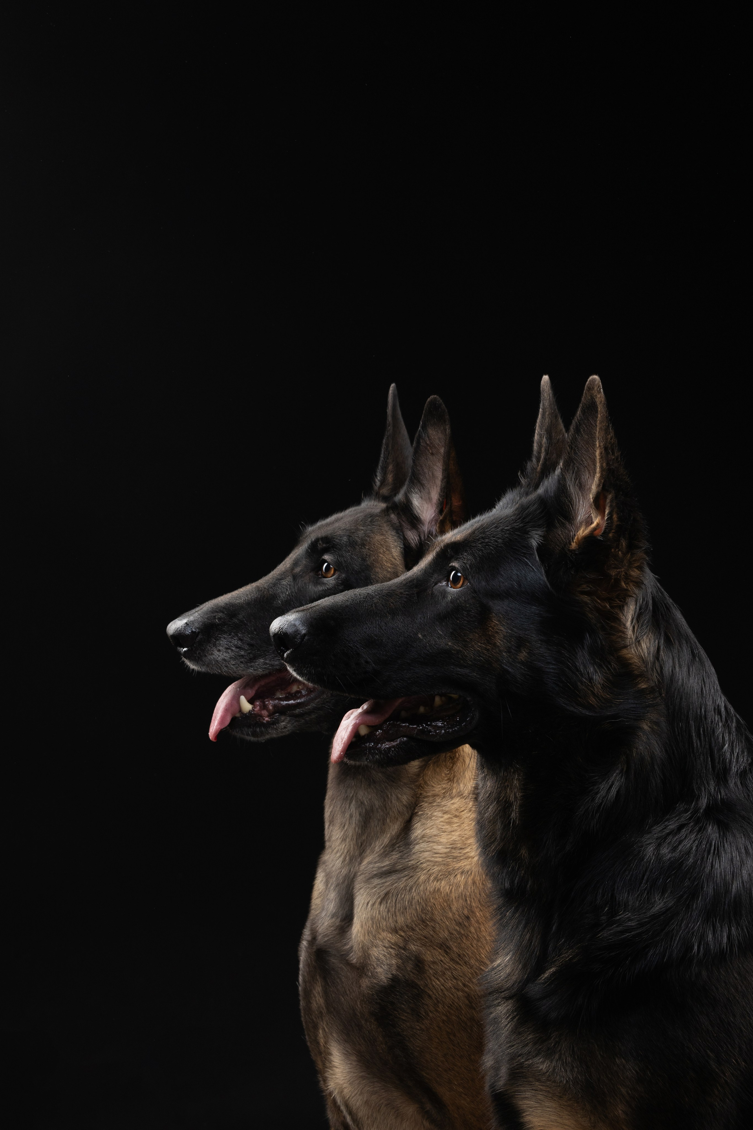 Жара и Делфи. Фотограф анималист Осипчикова Мария