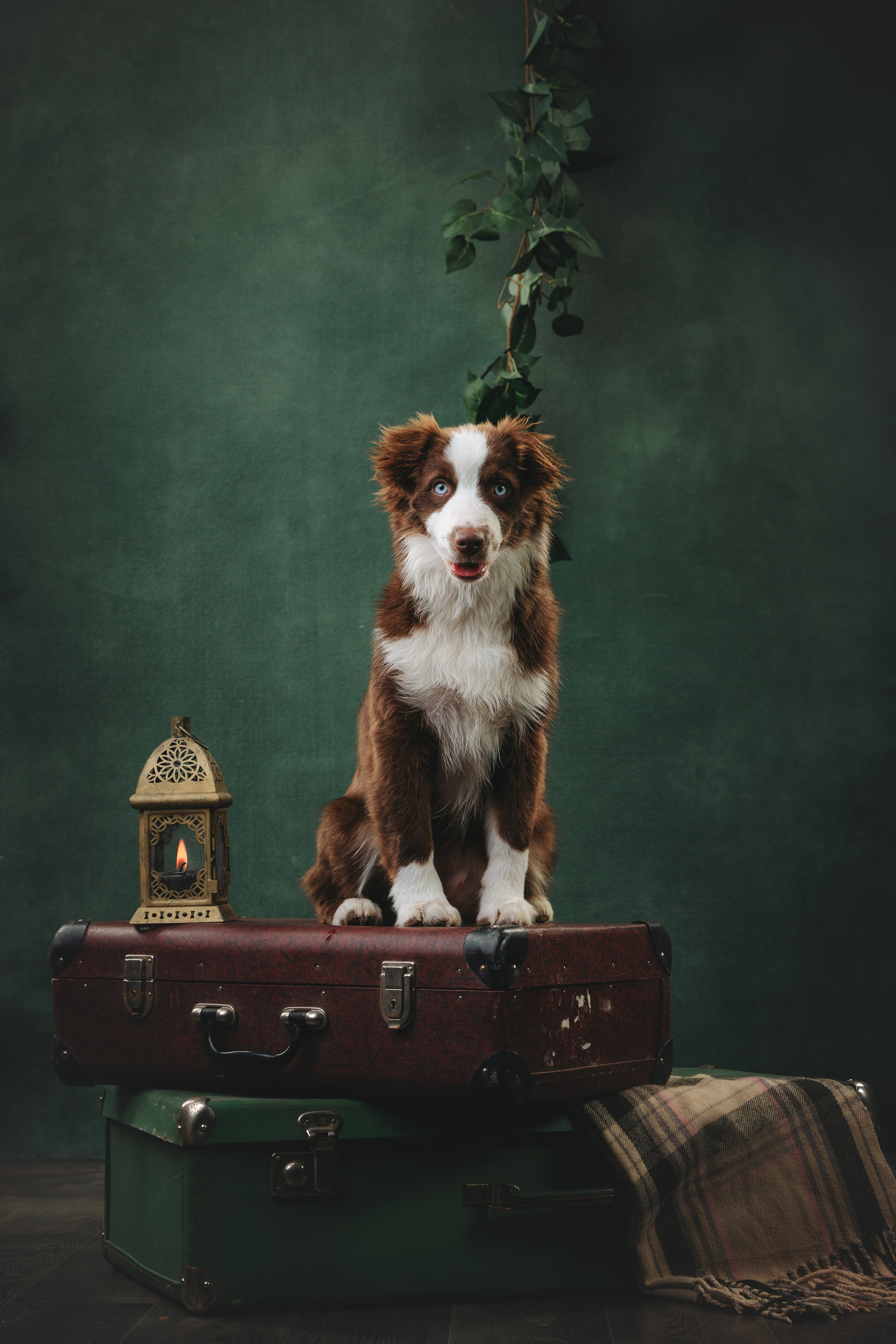 Миниаусси Дайс. Фотограф анималист Осипчикова Мария