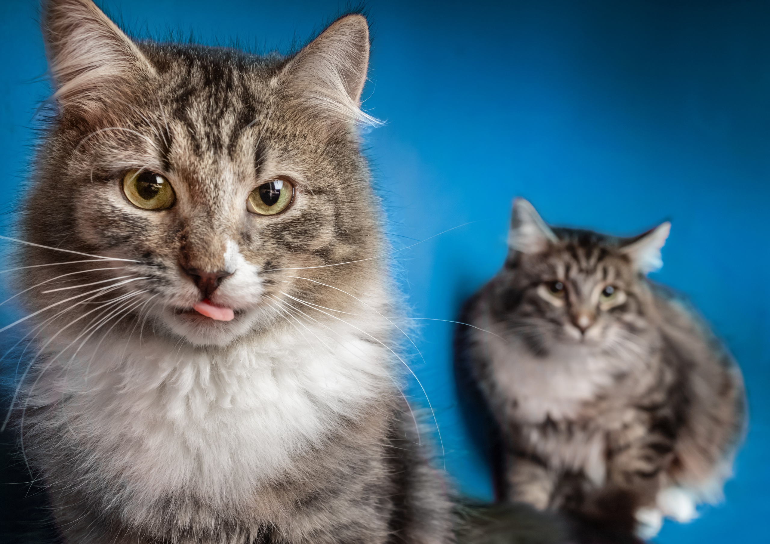 Коты. Фотограф Демид Никитин. г. Дубна, Москва