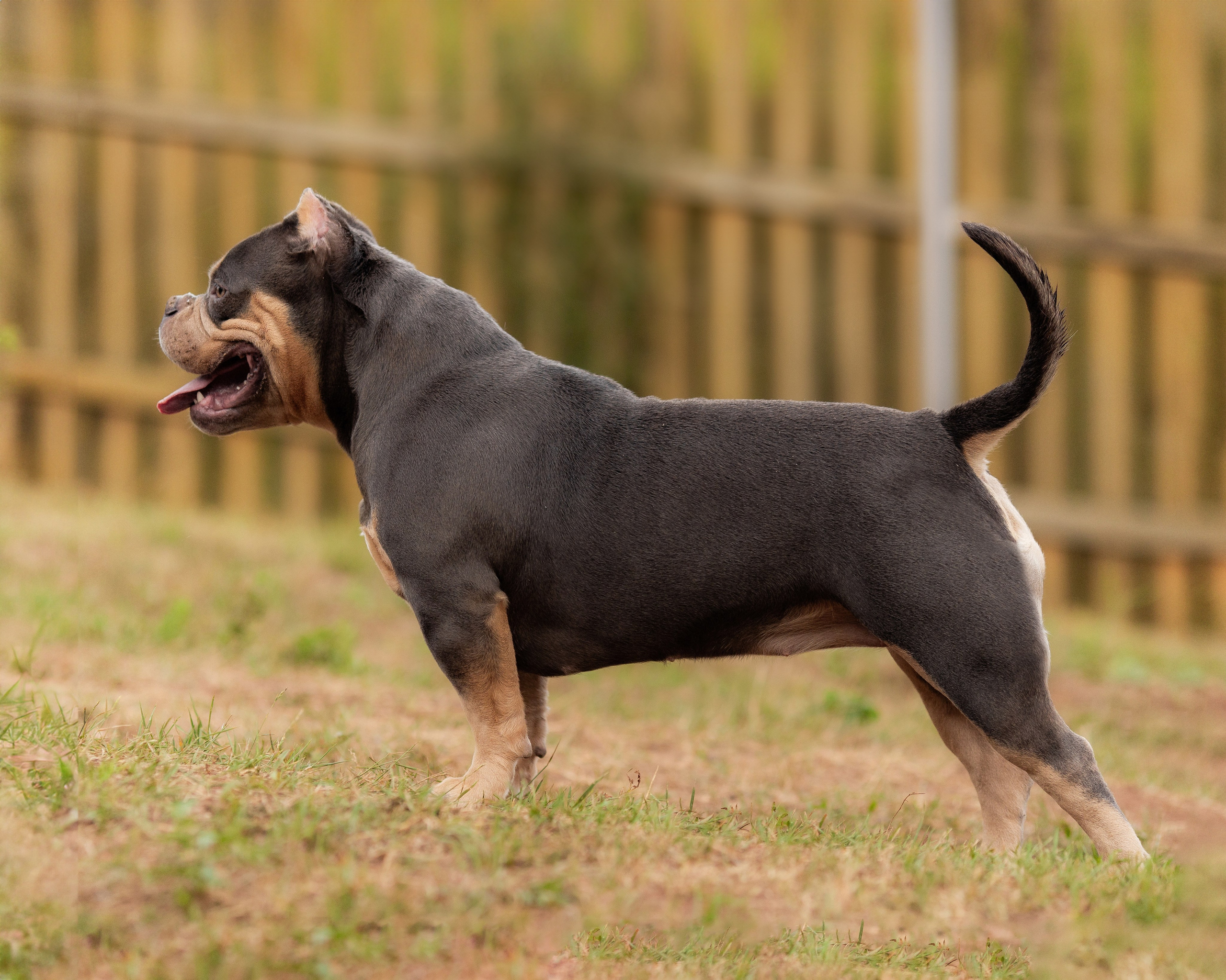 Наталья и булли. Фотограф Анималист в Перми Анастасия Остерман