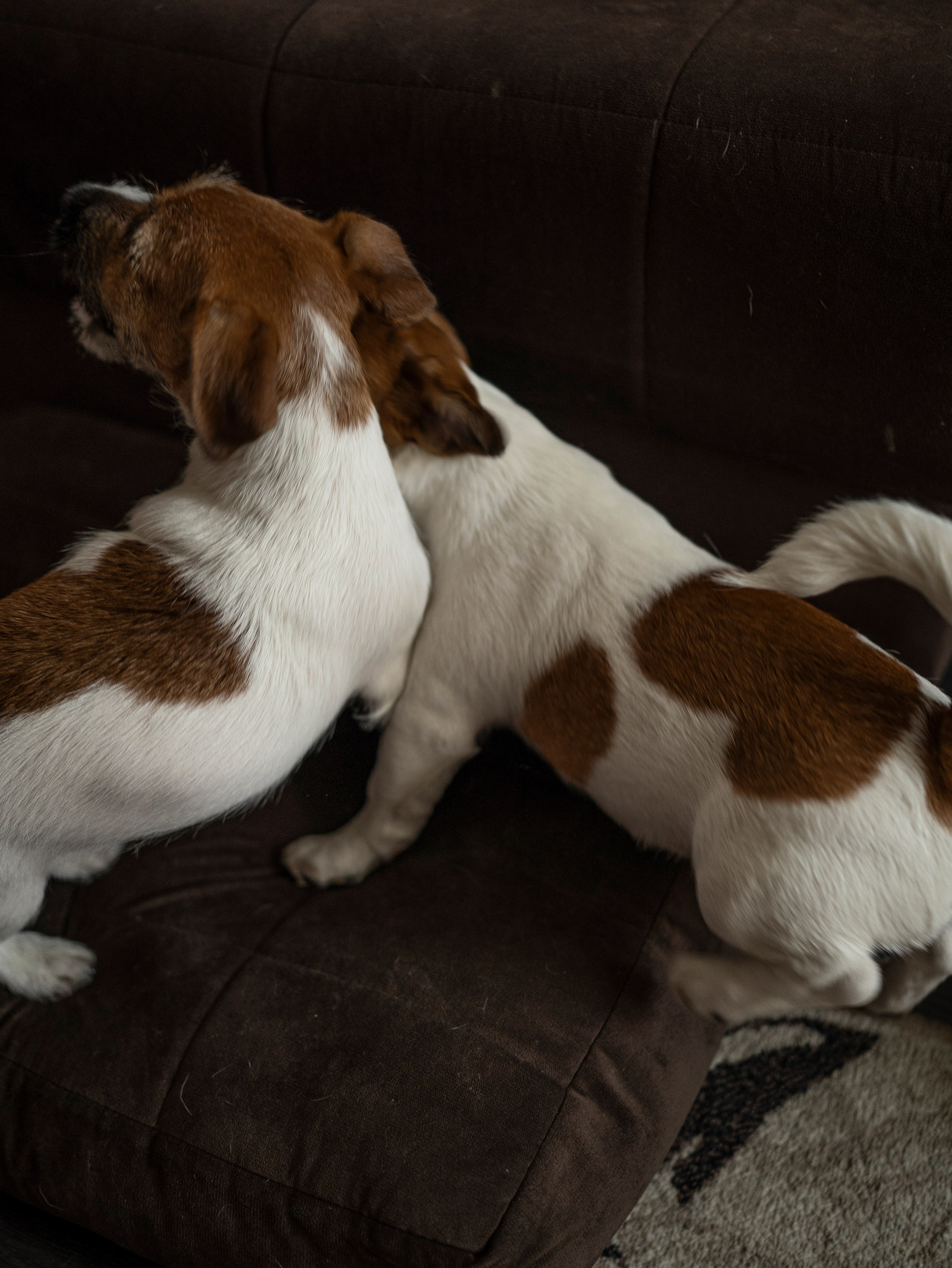 Ляля и Бандит Питомцы. Свадебный и Женский фотограф в г. Кемерово