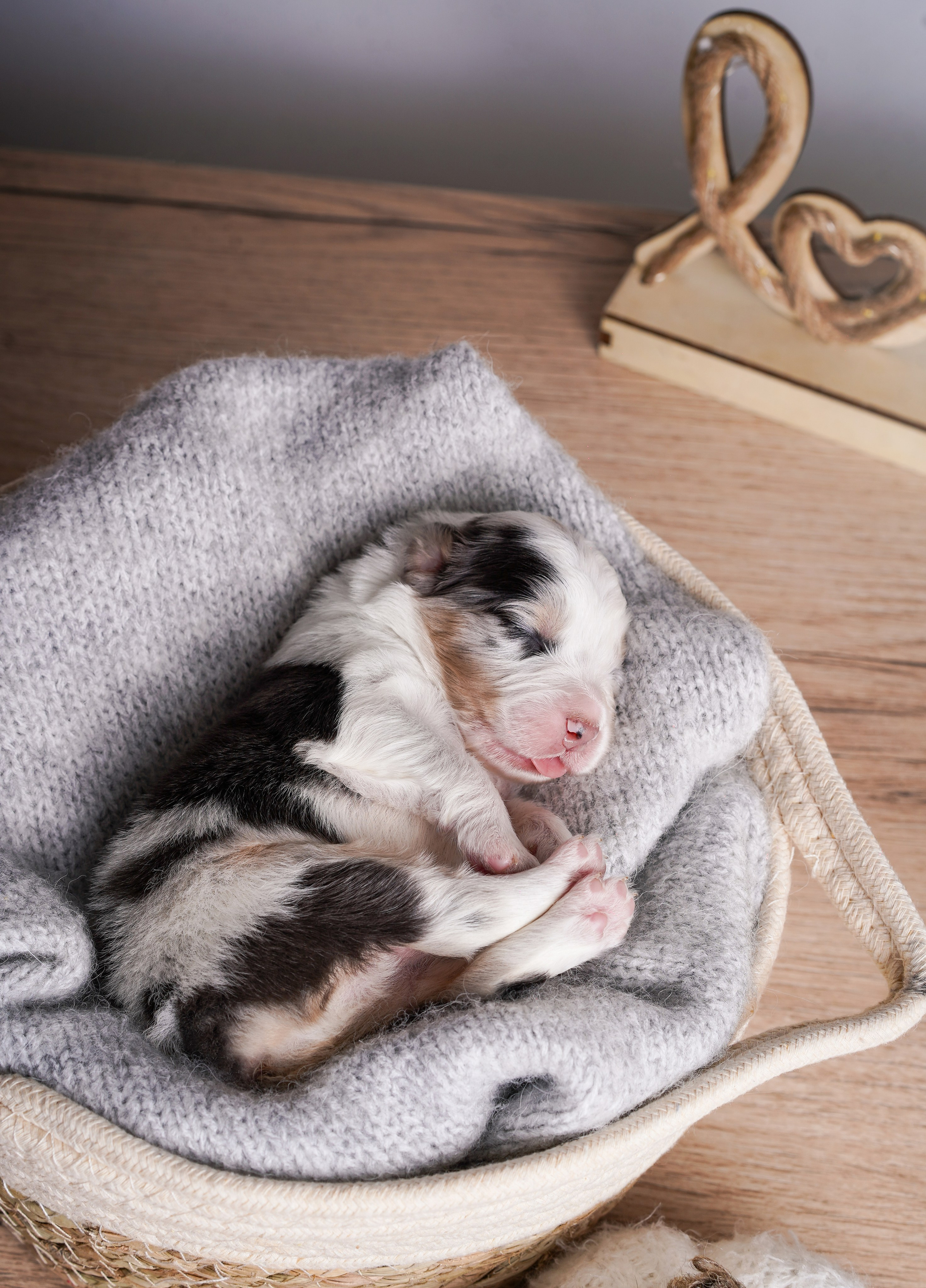 Щенки аусси. Фотограф-анималист в Санкт-Петербурге Яна Мартынова