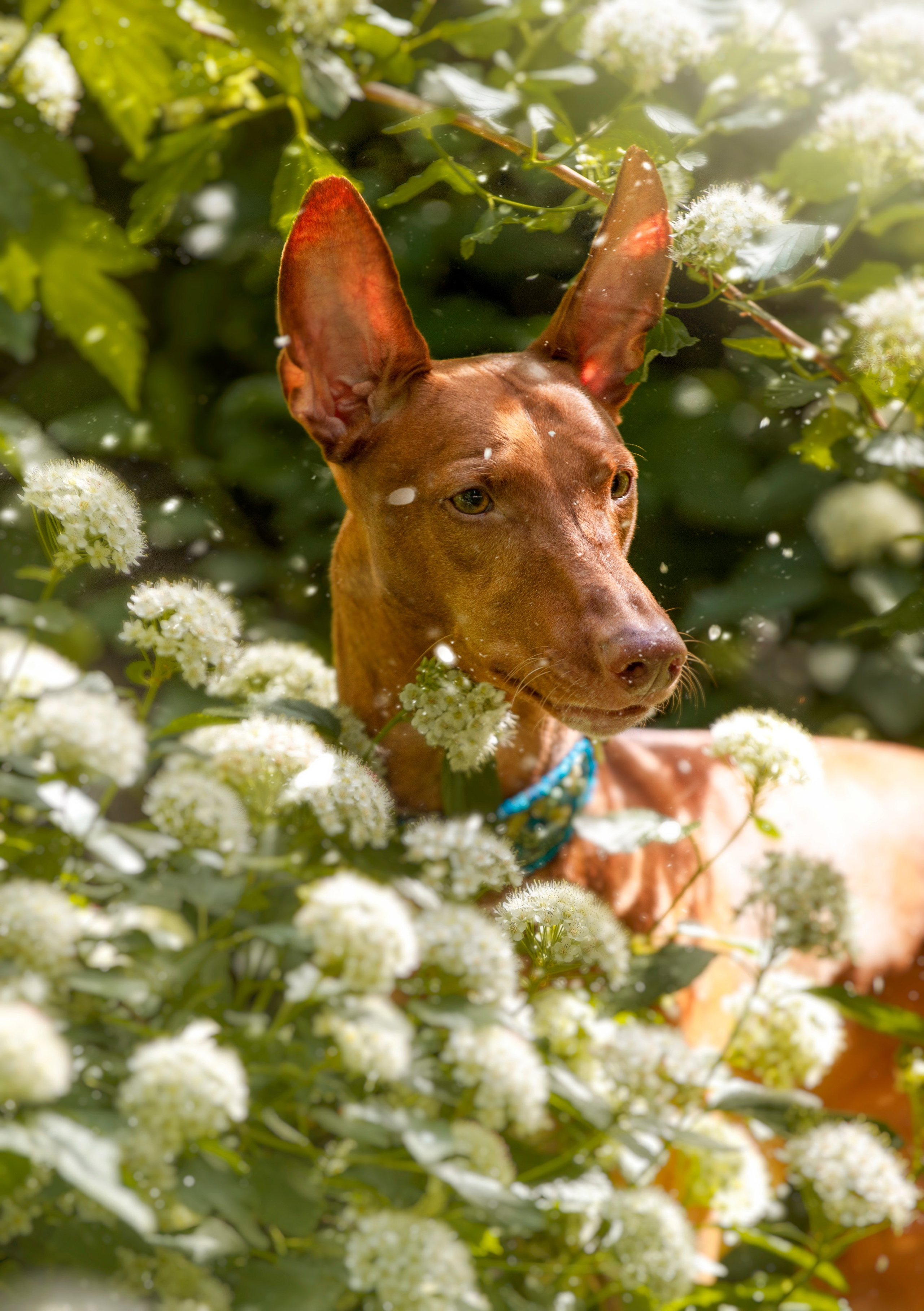 Собаки. Портретная и свадебная фотосъемка. Москва и область