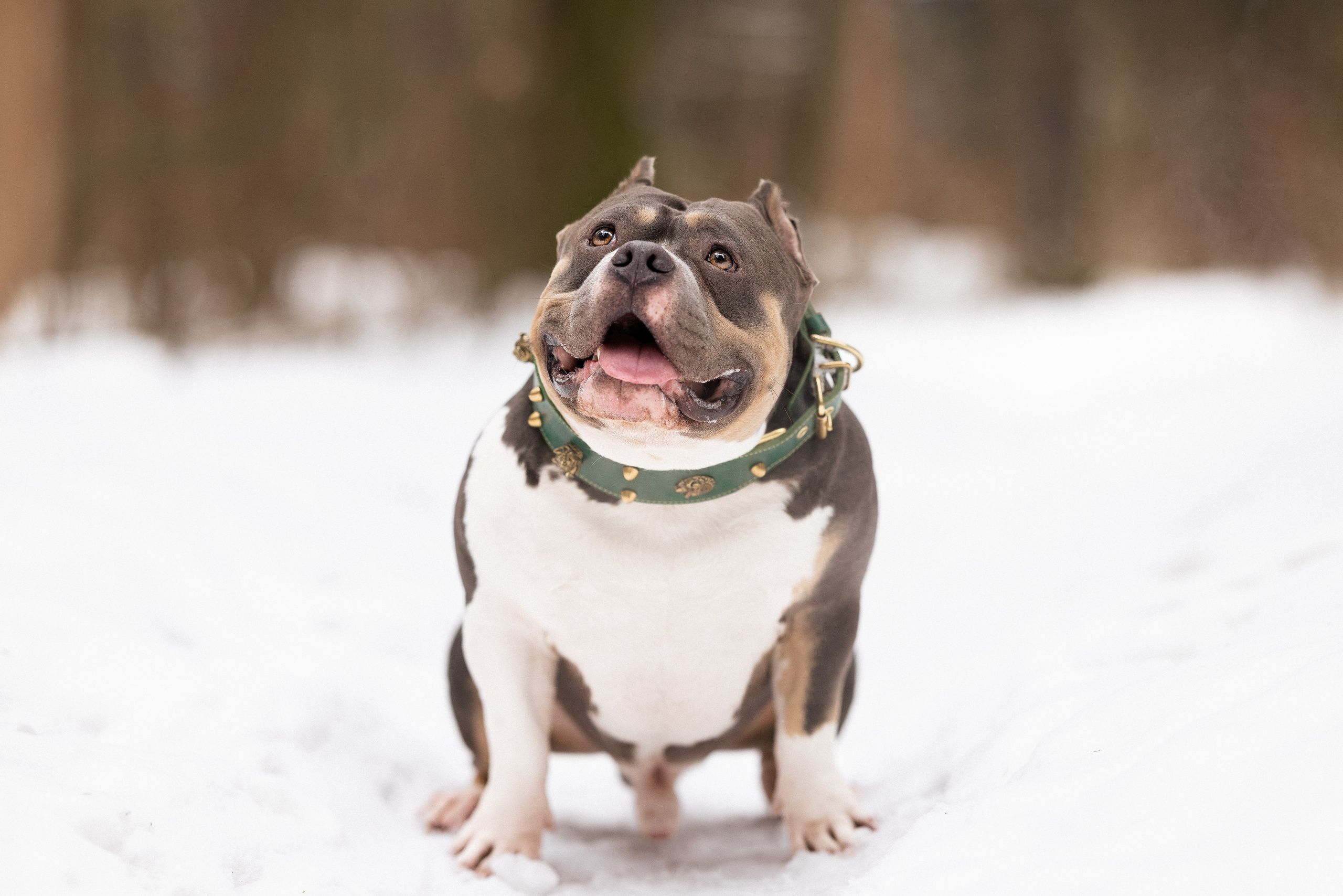 Лера и Наган. Фотограф и видеограф анималист Аганина Дарья