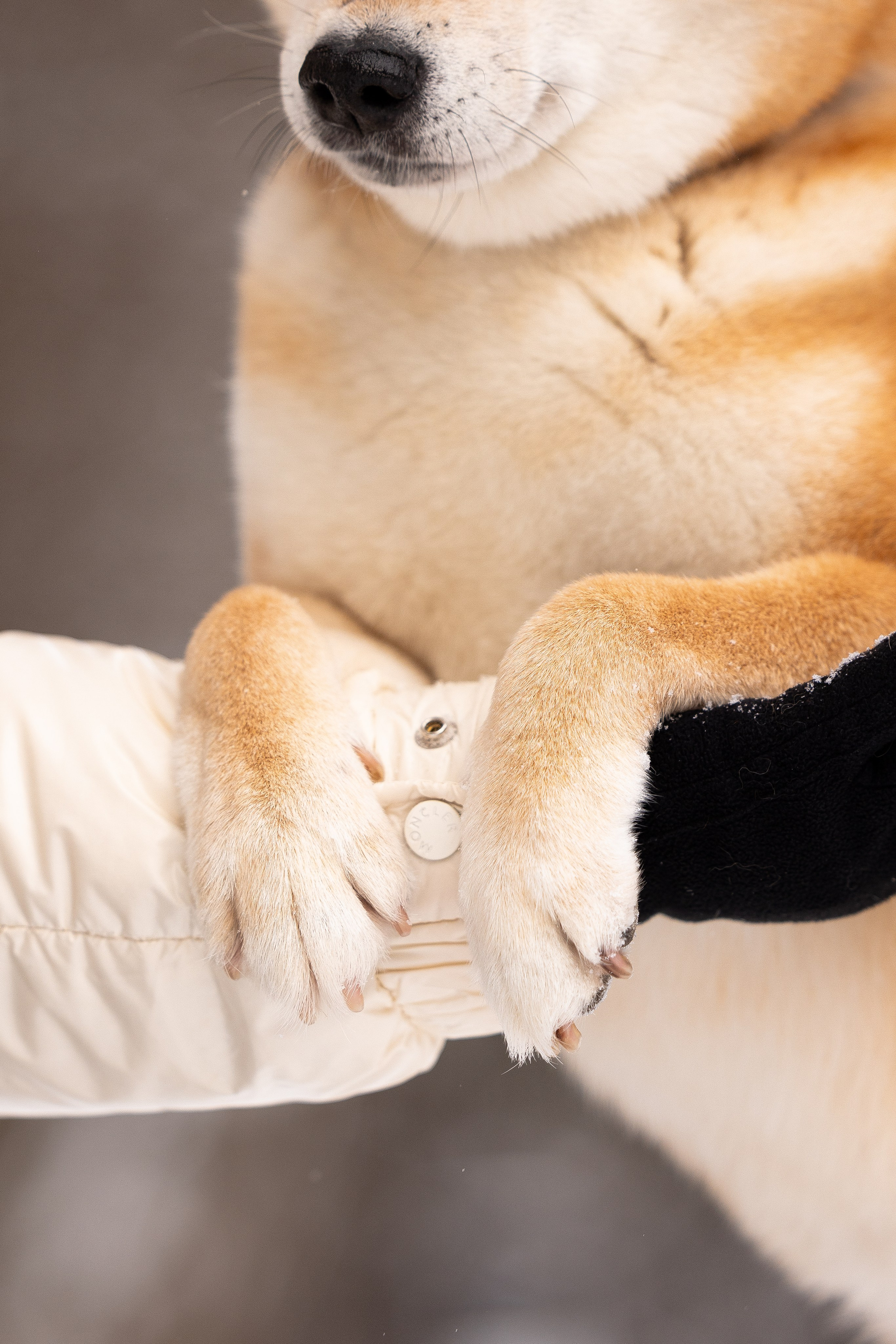 Юми, Серж и Тоши. Фотограф и видеограф анималист Аганина Дарья