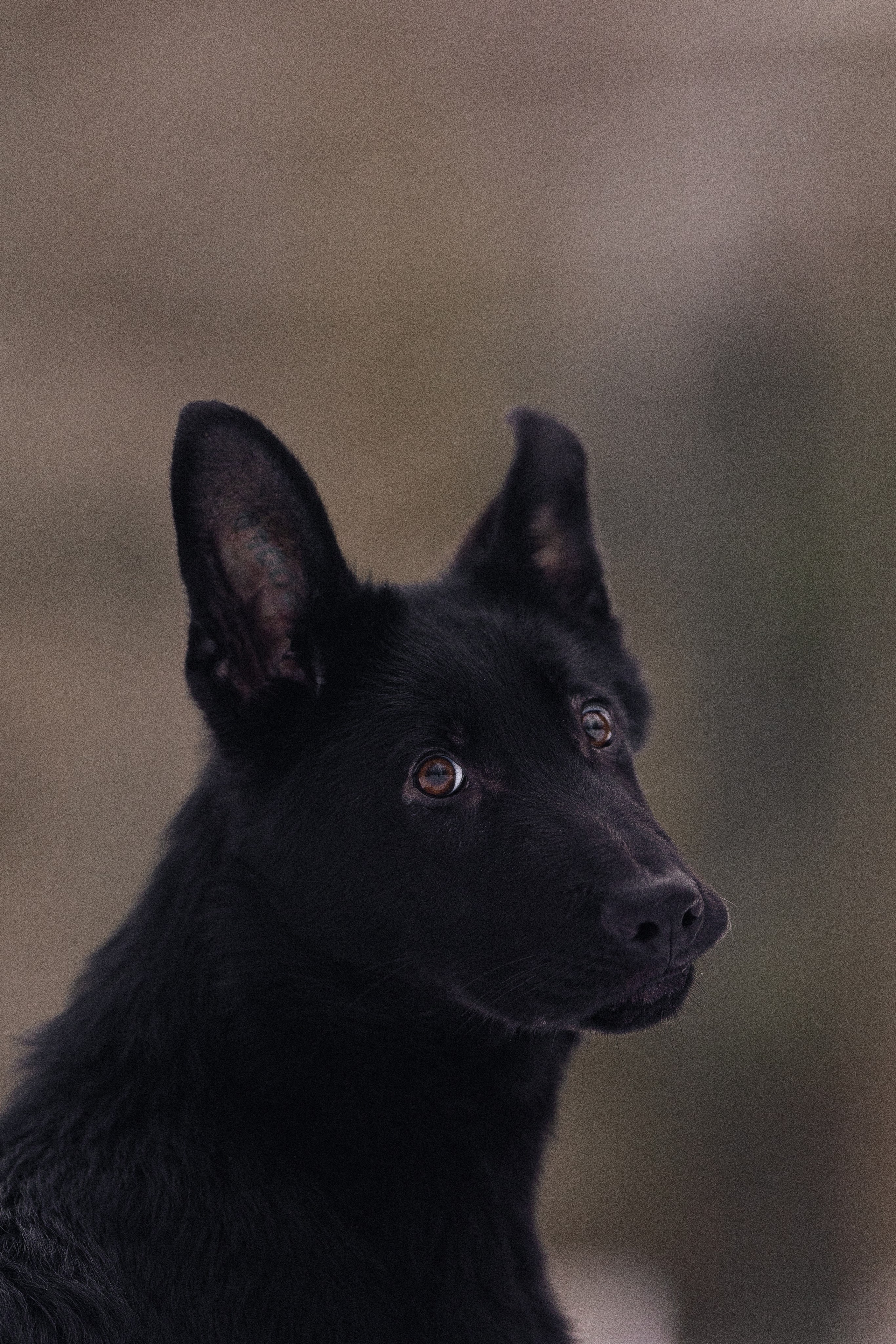 Немецкая овчарка. Фотограф и видеограф анималист Аганина Дарья