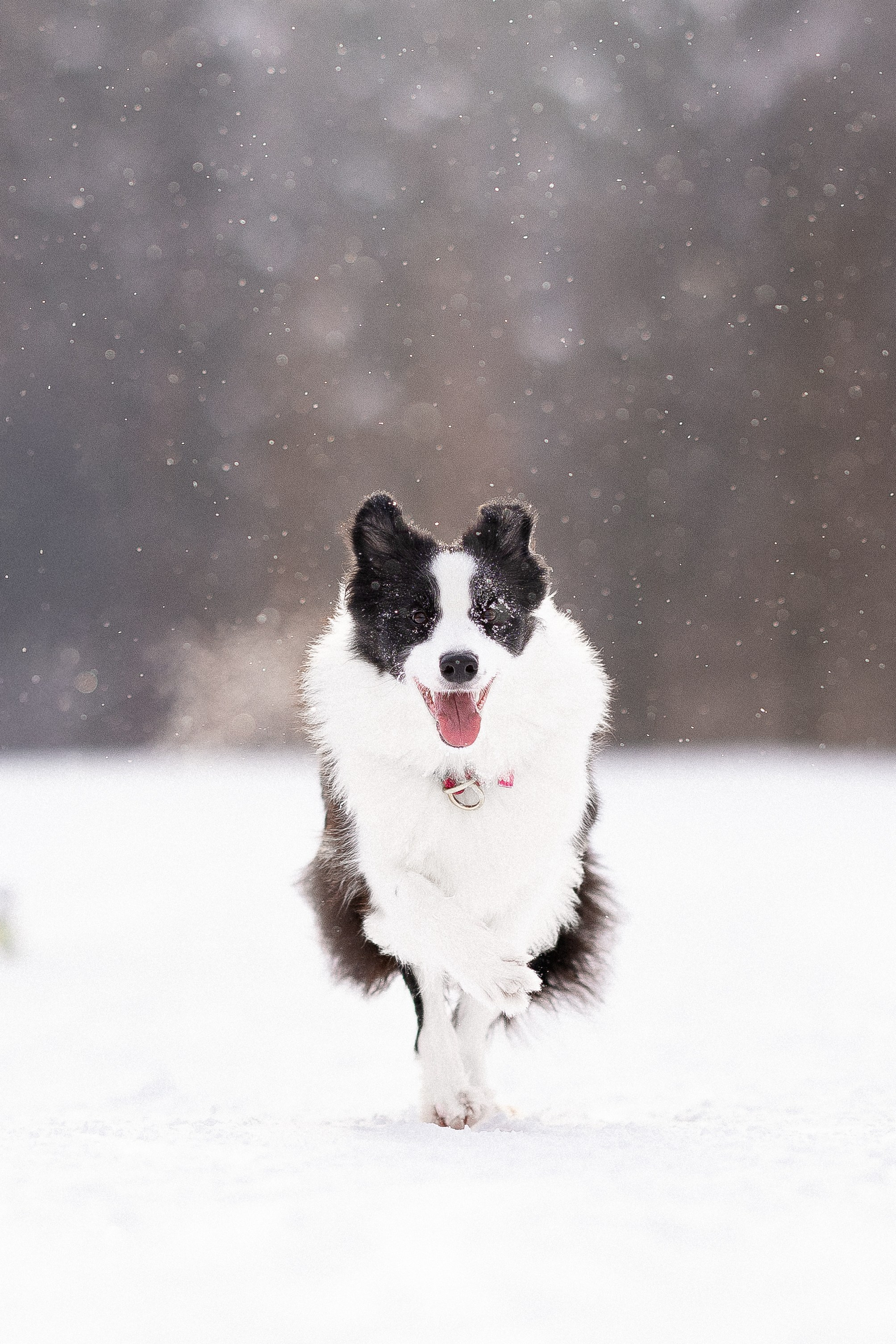 Лилия, Алексей и Ариана. Фотограф и видеограф анималист Аганина Дарья