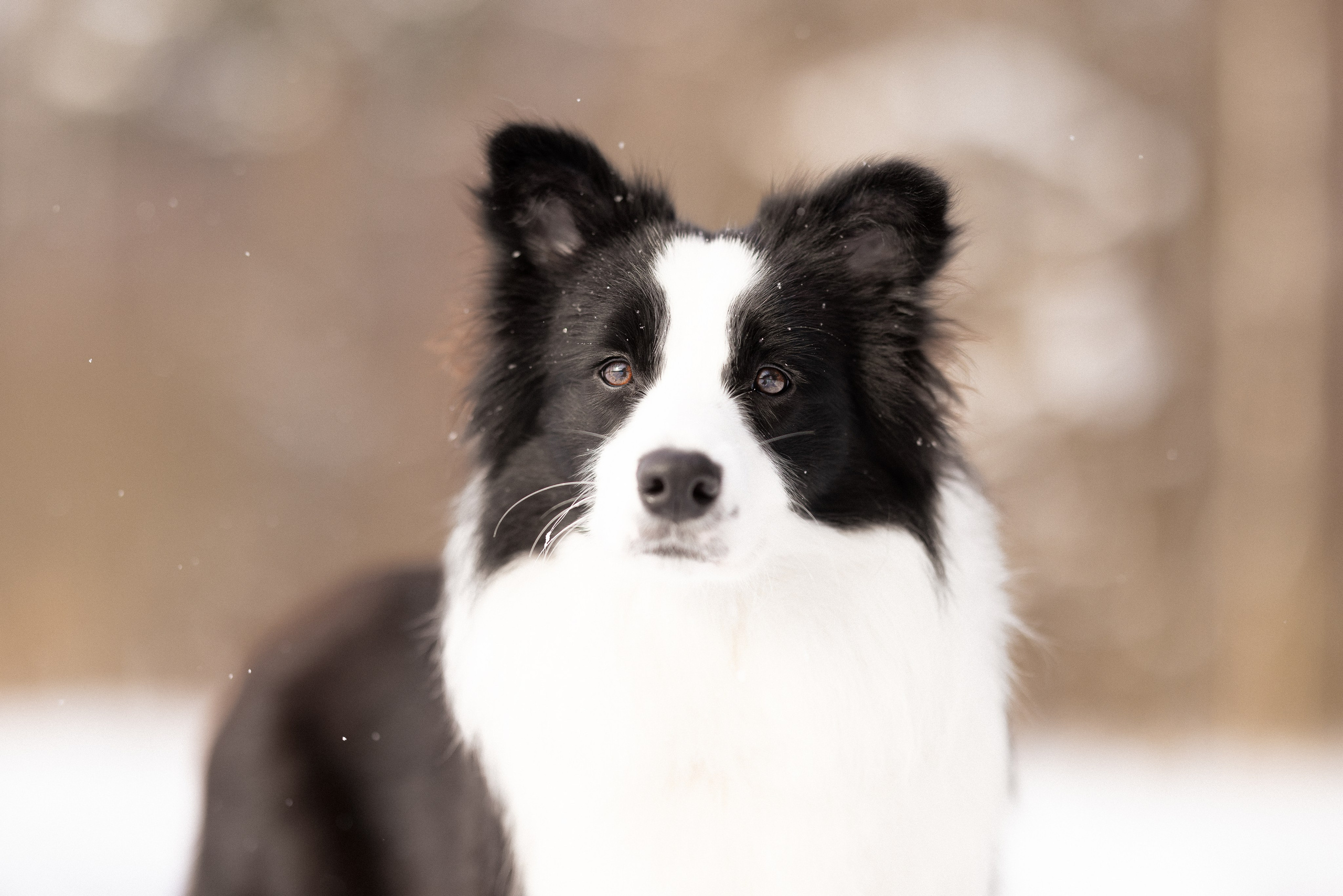 Лилия, Алексей и Ариана. Фотограф и видеограф анималист Аганина Дарья