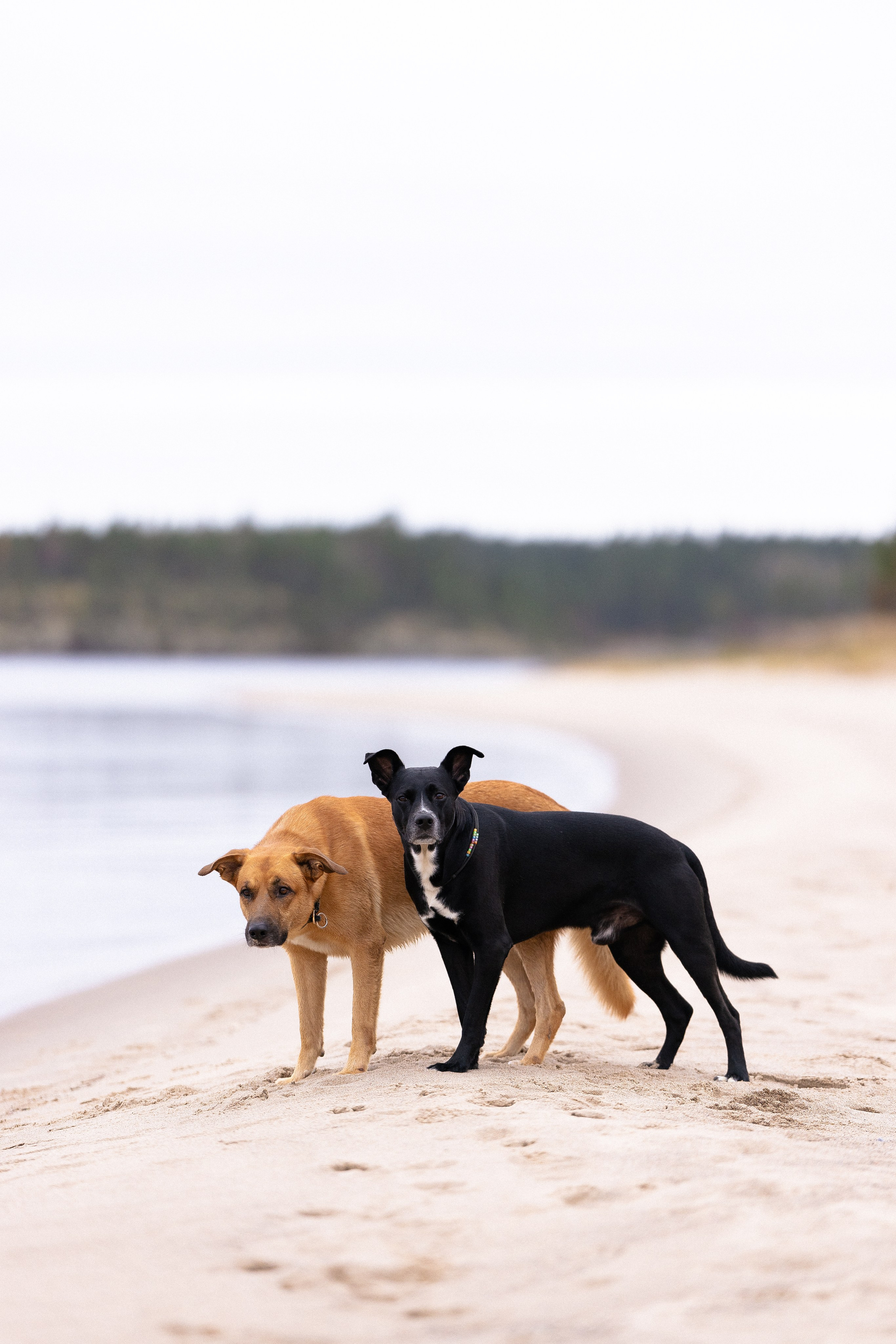 Karelia. Фотограф и видеограф анималист Аганина Дарья