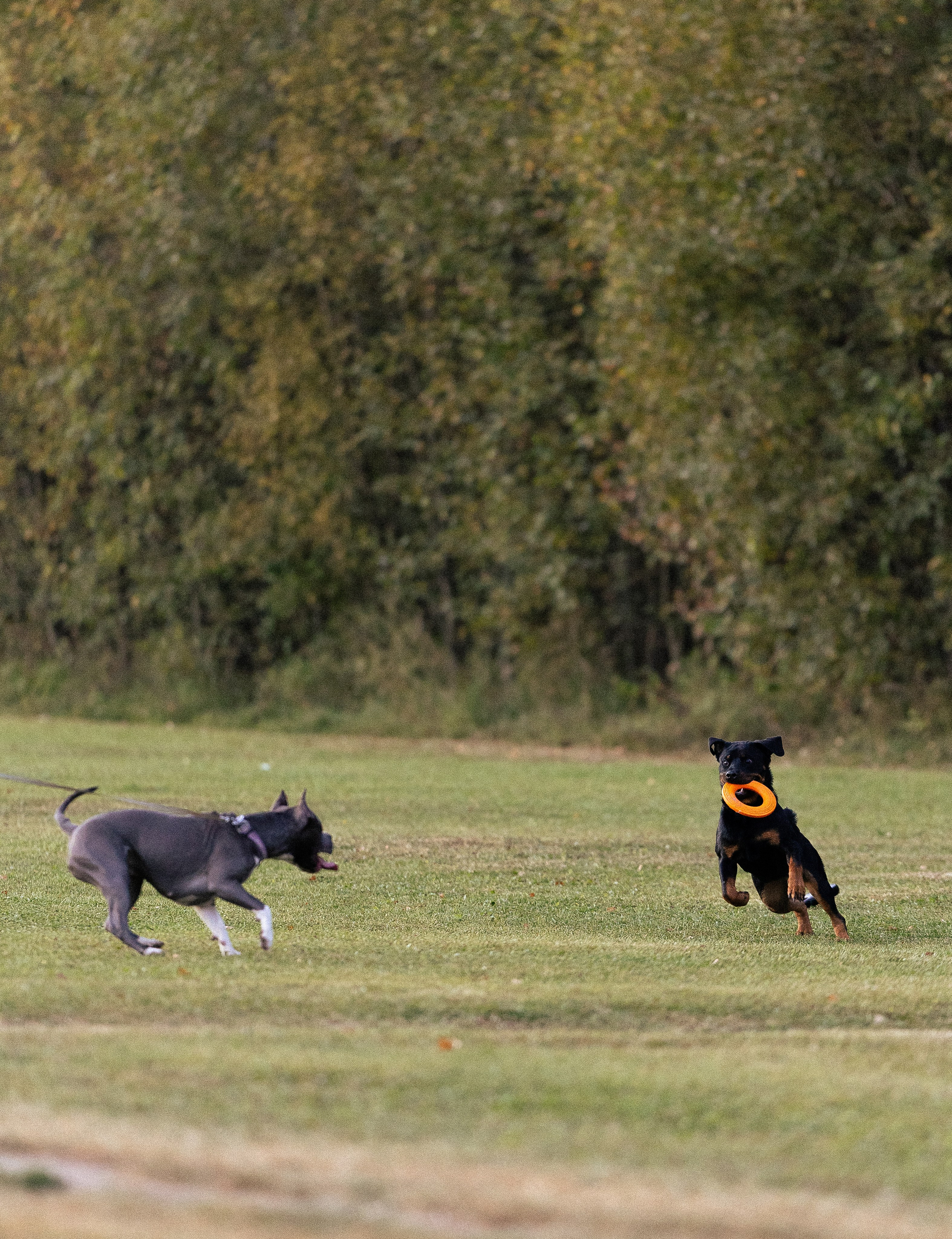 Катя, Леша, Лея и Трой. Фотограф и видеограф анималист Аганина Дарья