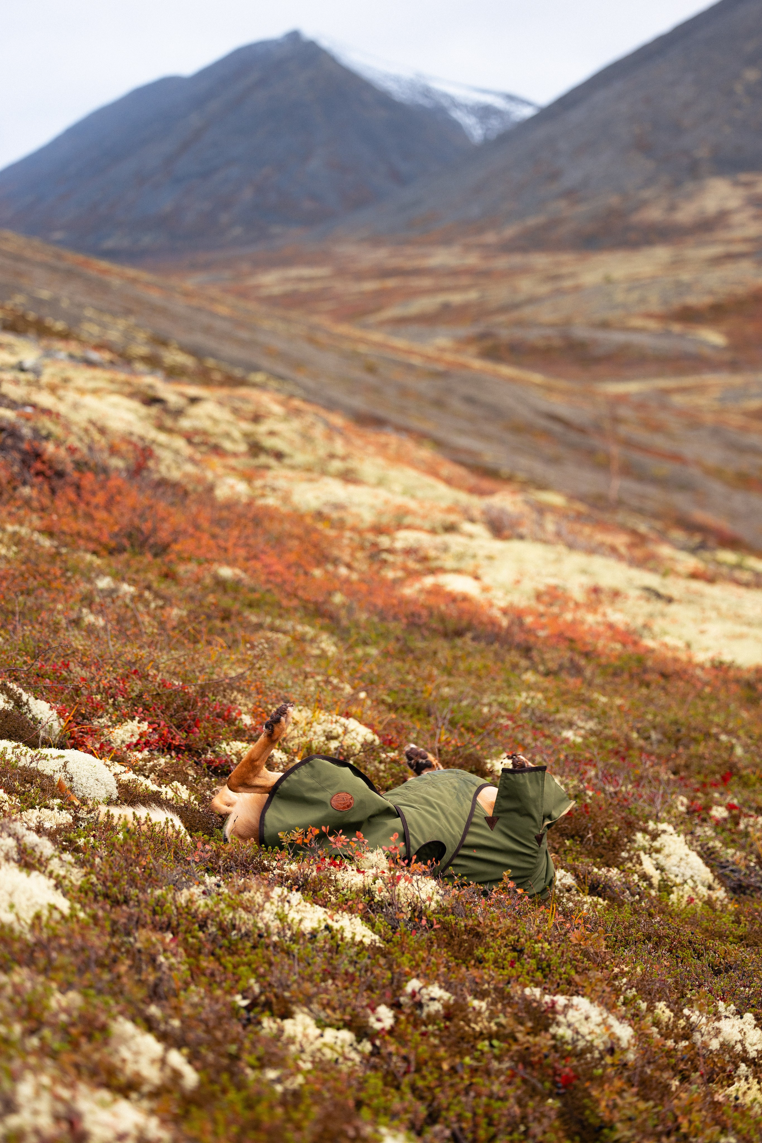 Кольский. Фотограф и видеограф анималист Аганина Дарья
