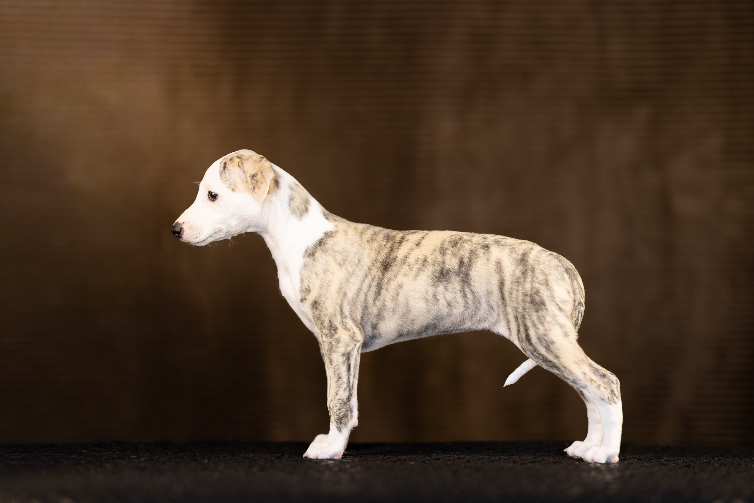 Уиппет. Фотограф и видеограф анималист Аганина Дарья