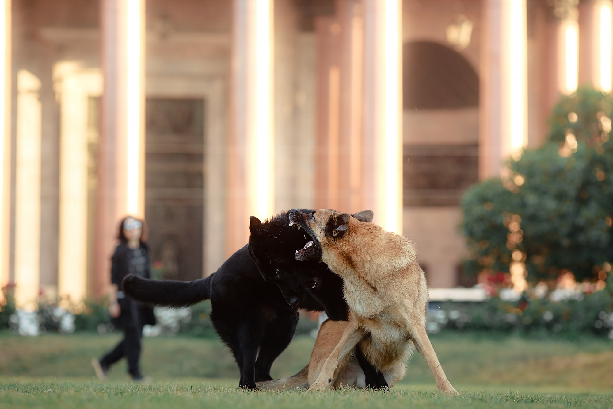 Алена, Кай и Мара. Фотограф-анималист Mary Mart — Москва, Питер