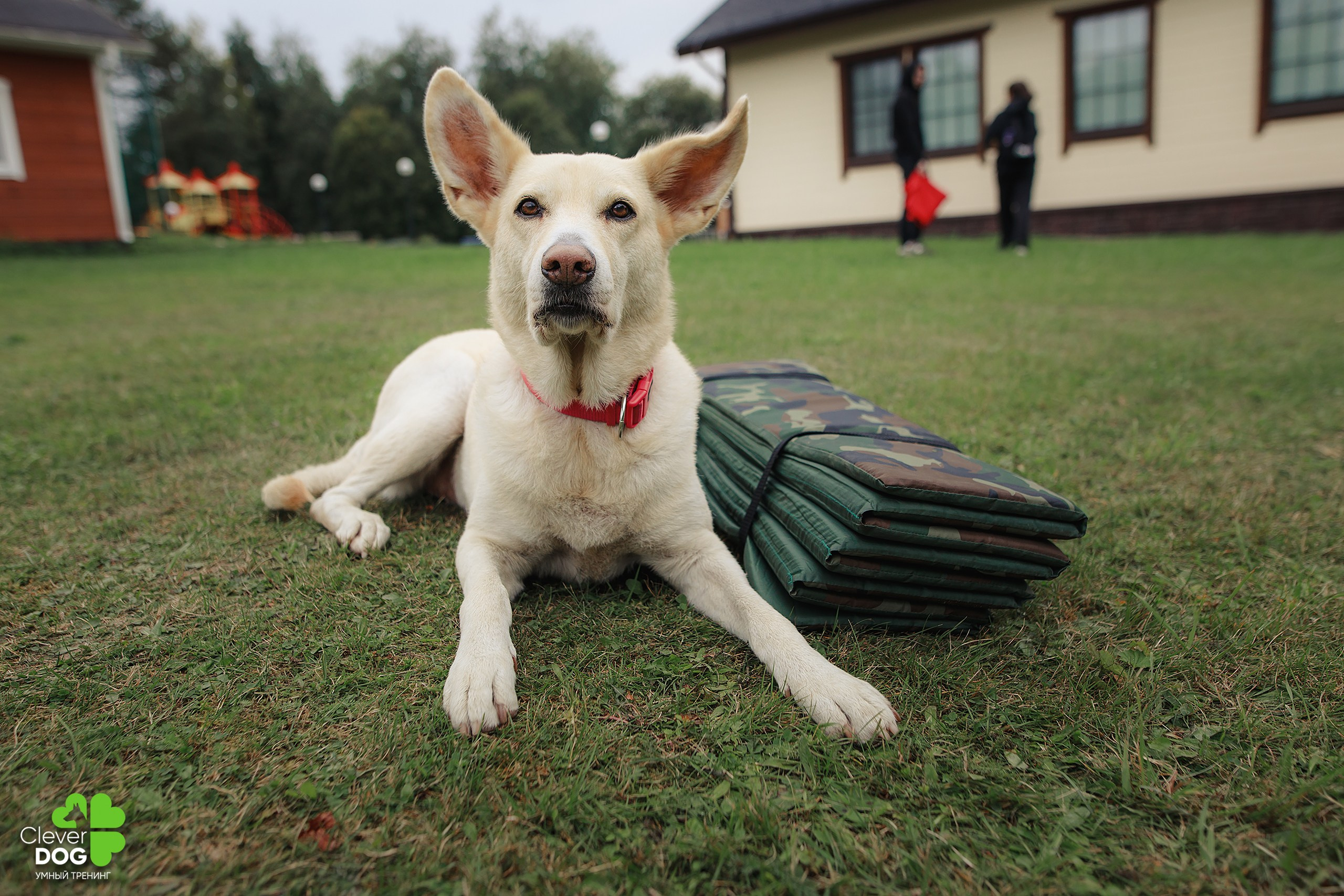 Кинологический лагерь CleverDog, 2024. Фотограф-анималист Mary Mart — Москва, Питер