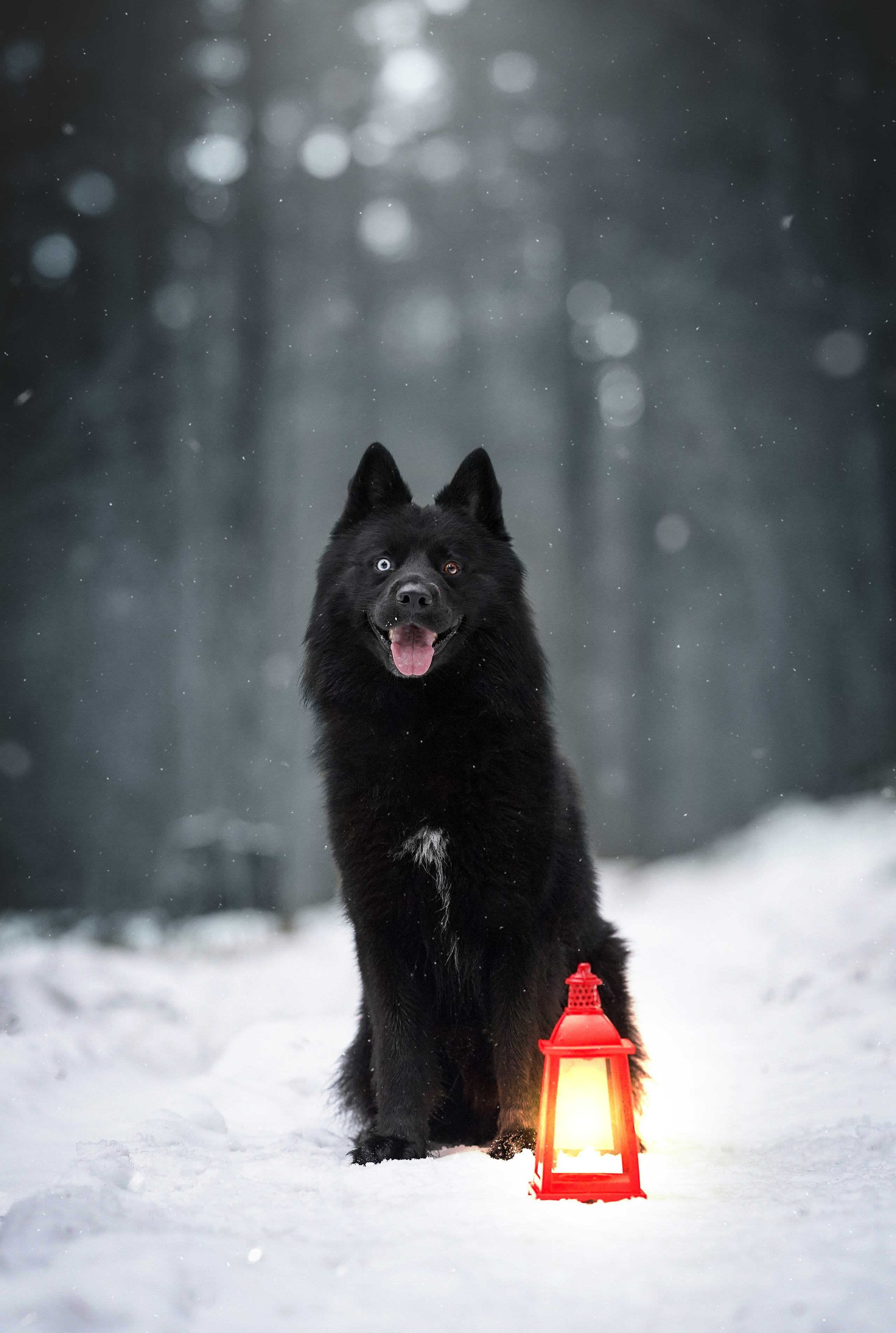 Лора Джанго и Хэппи. Фотограф-анималист в Санкт-Петербурге Яна Мартынова