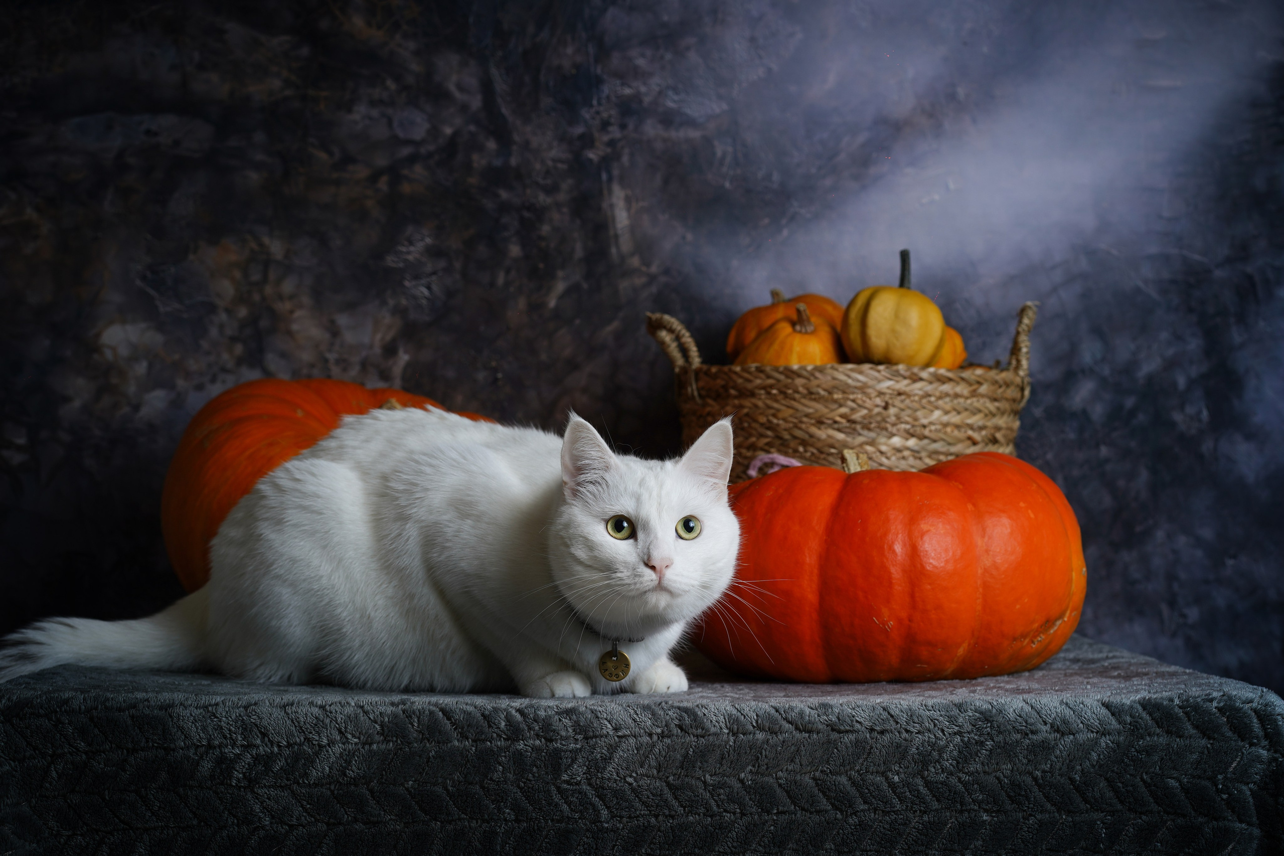 Маффин и Хэллоуин. Фотограф-анималист в Санкт-Петербурге Яна Мартынова