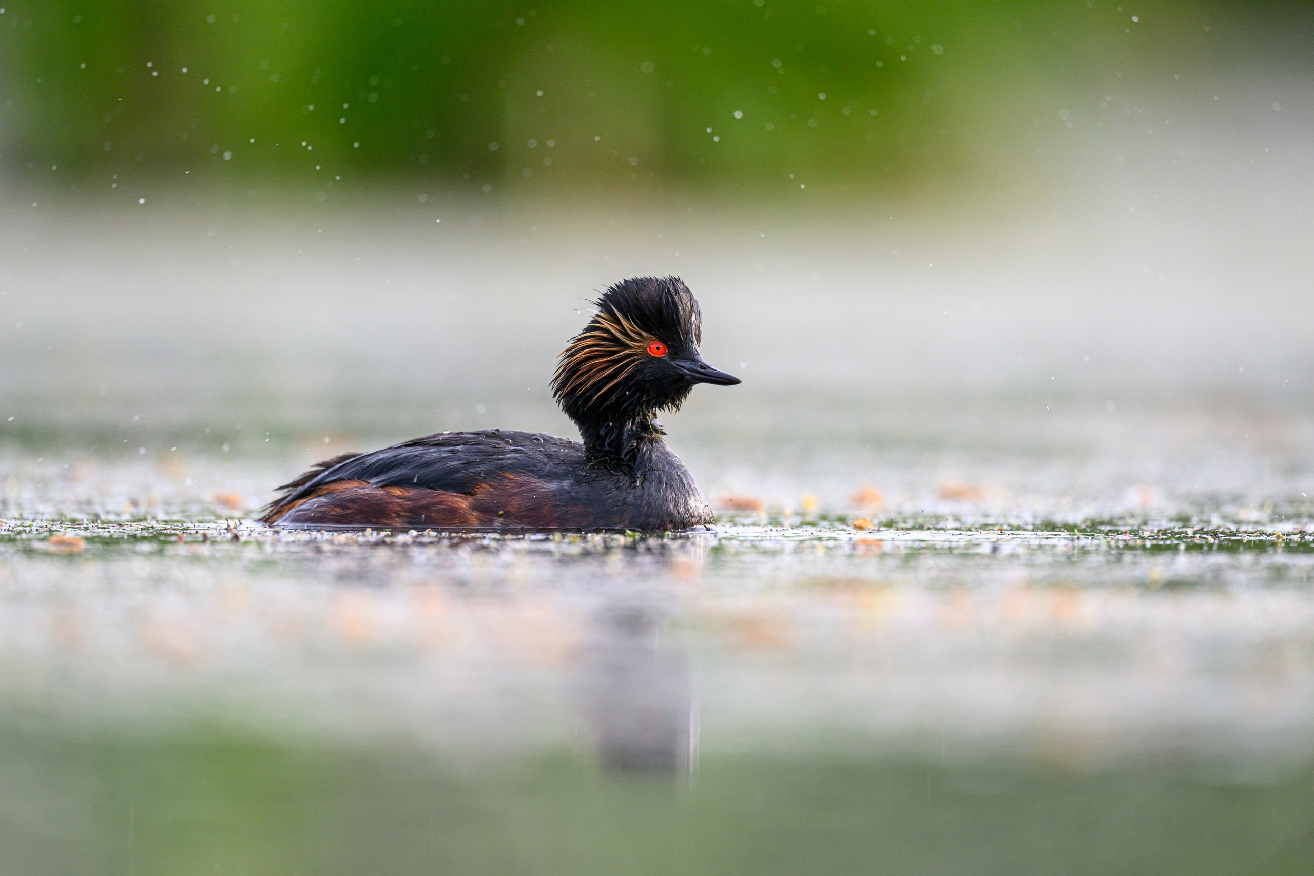 На болоте. Wildlife photography by Sergey Puponin