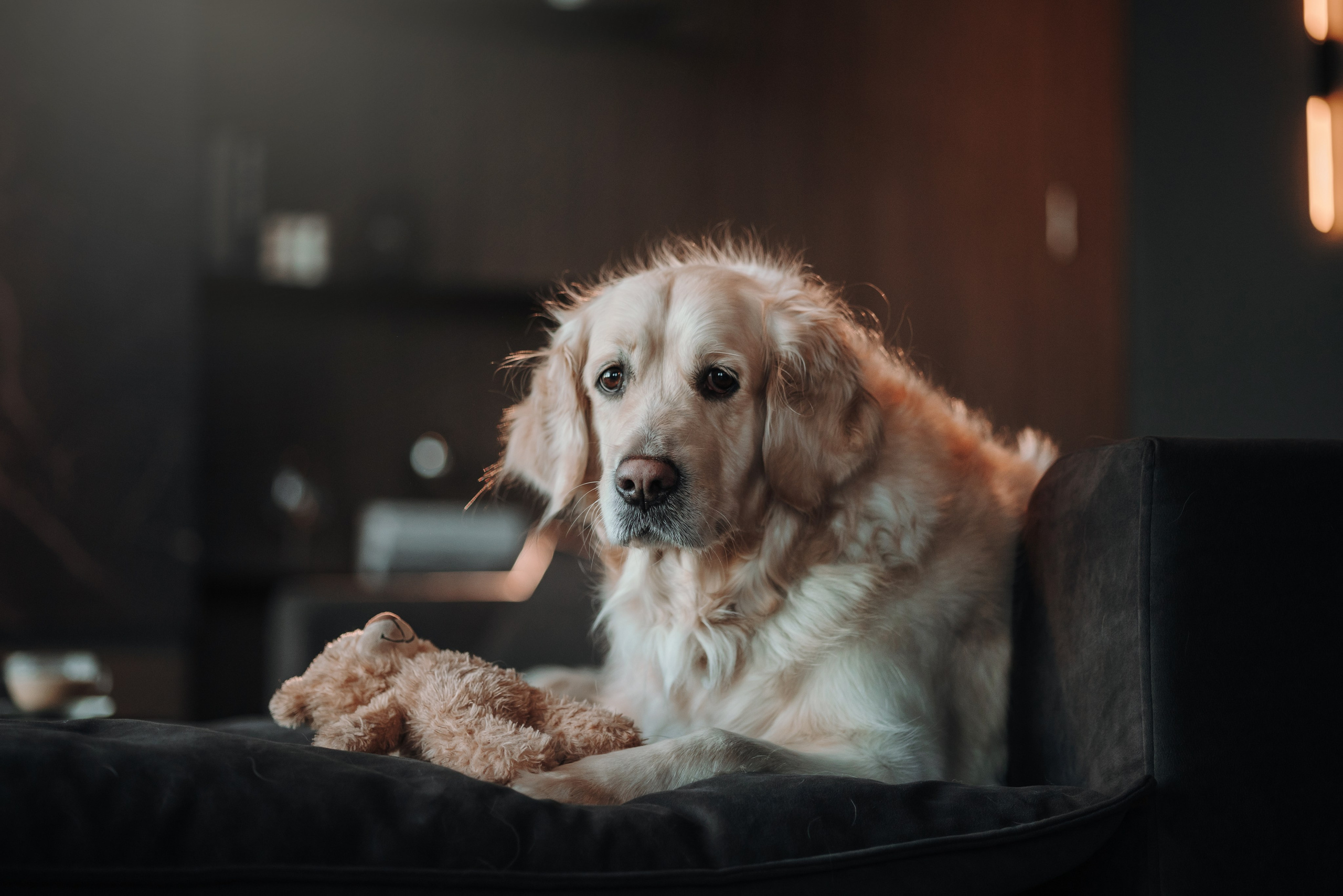 Вика и Рози. Фотограф — Анималист | Санкт-Петербург