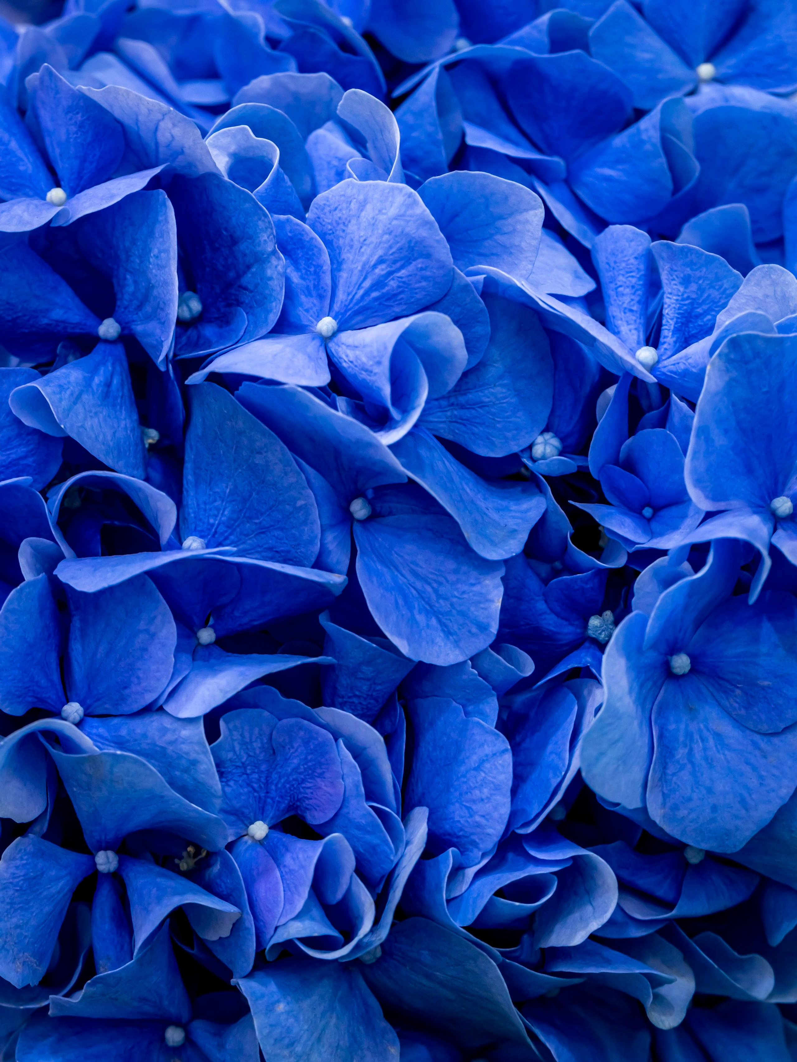 Цветы-Экспо 2023. Фотосессии и репортаж — Фотограф в Москве — Рина Серёгина