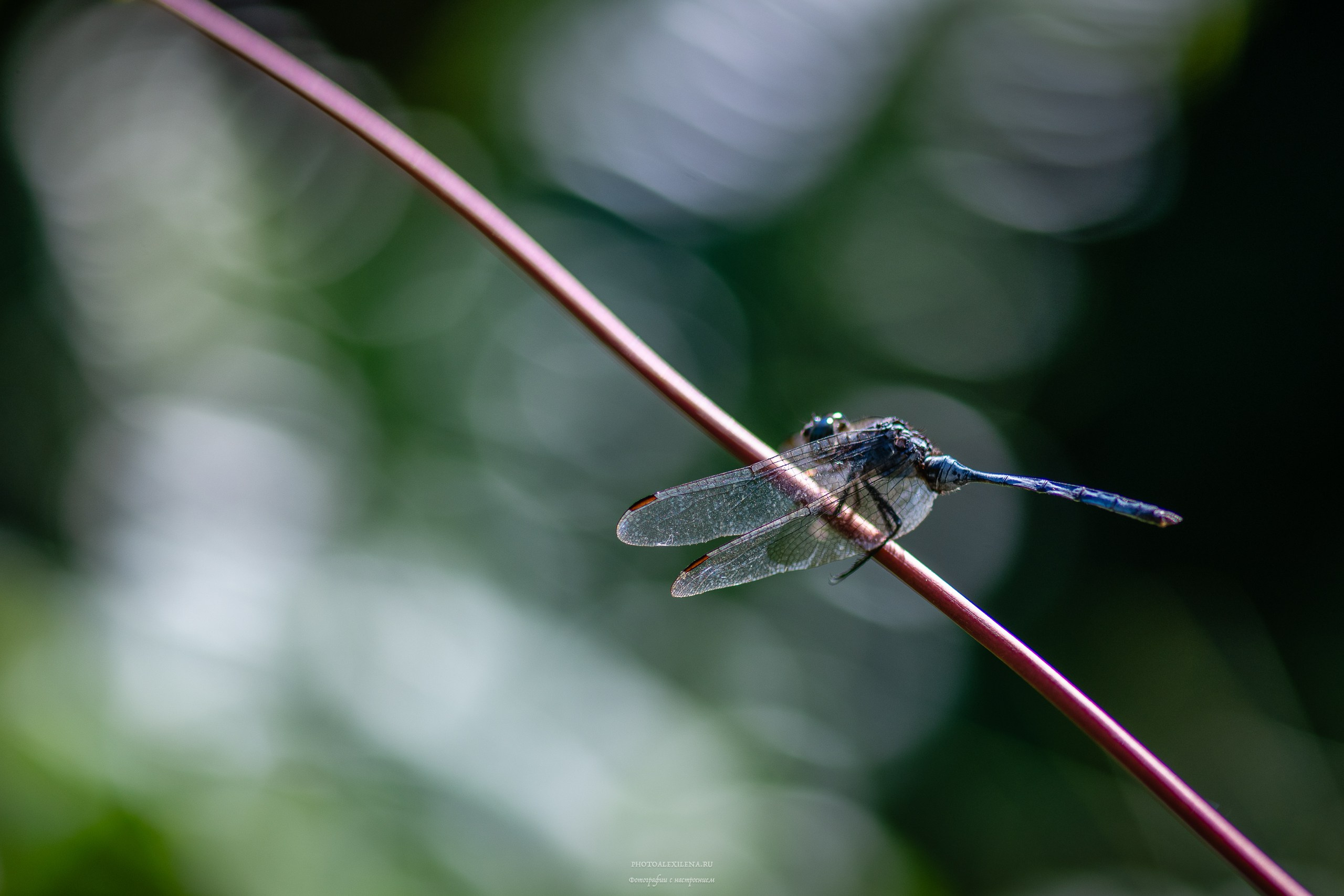Все оттенки зелёного. Авторские стильные фотокартины