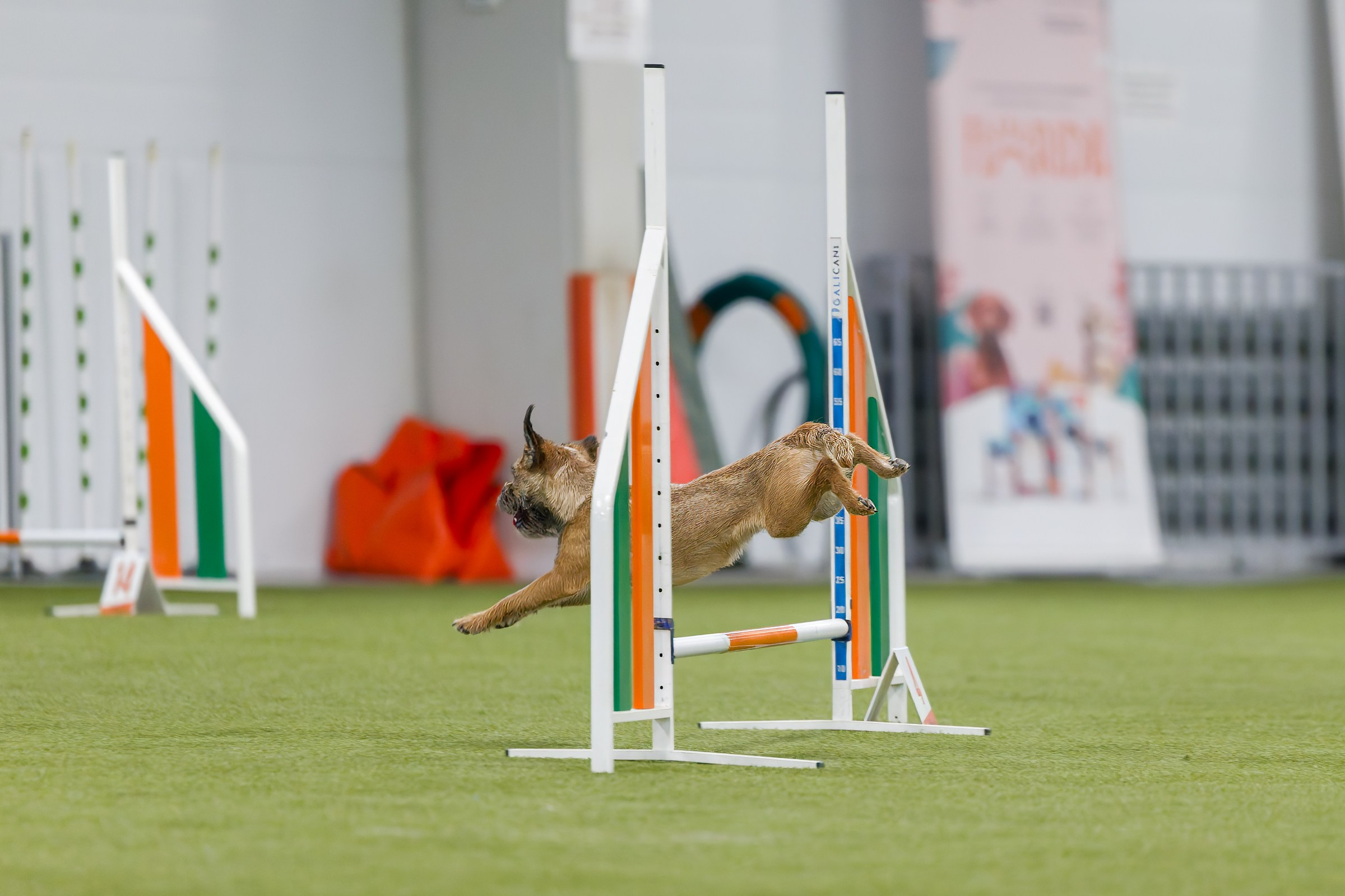 День рождения Пёсбурга — февраль 2025. Irenephoto.ru