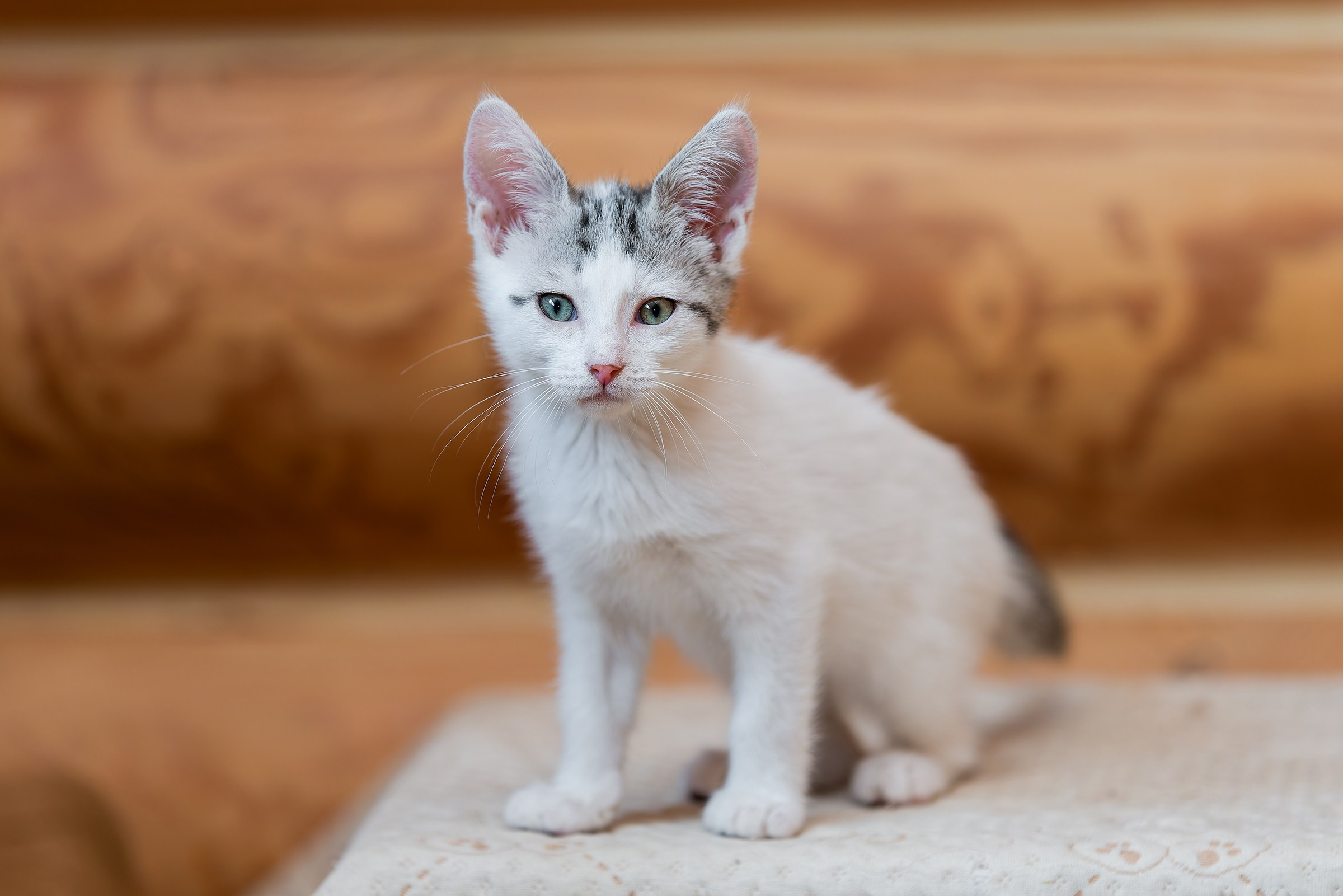 Котята. Irenephoto.ru