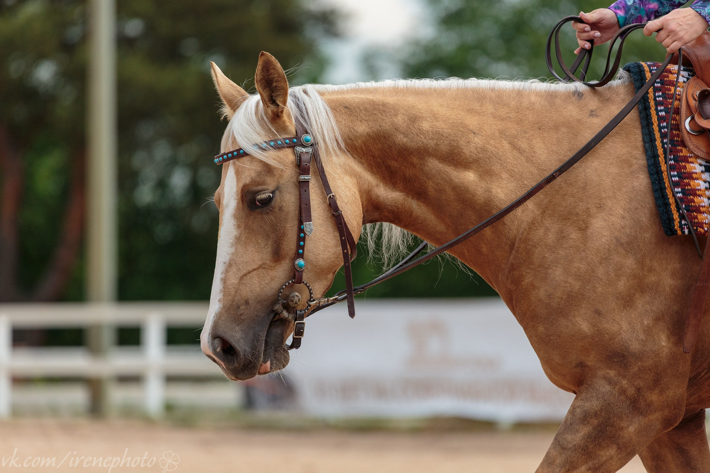 Иппосфера 2024. Irenephoto.ru