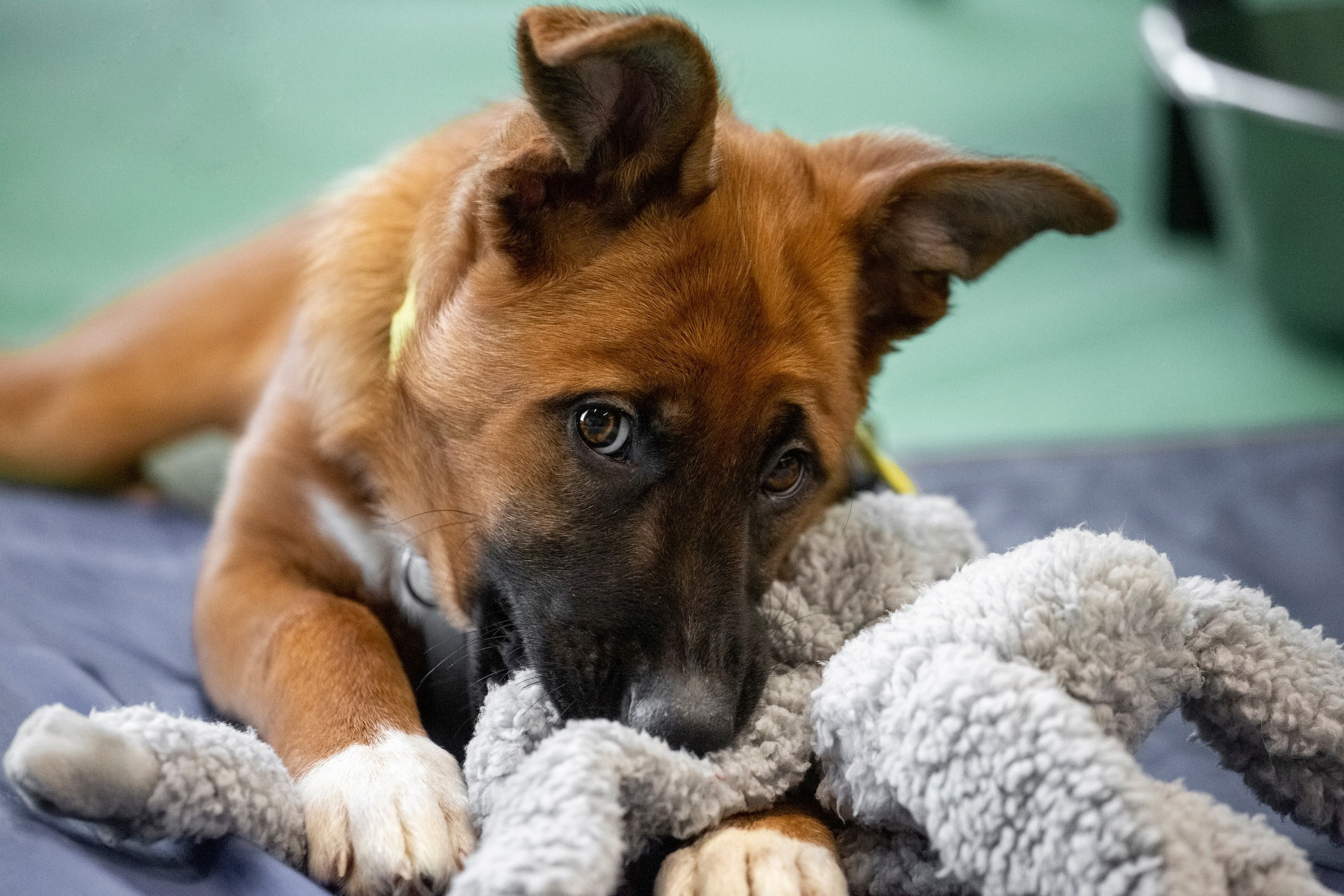 Собаки. Портреты. Irenephoto.ru